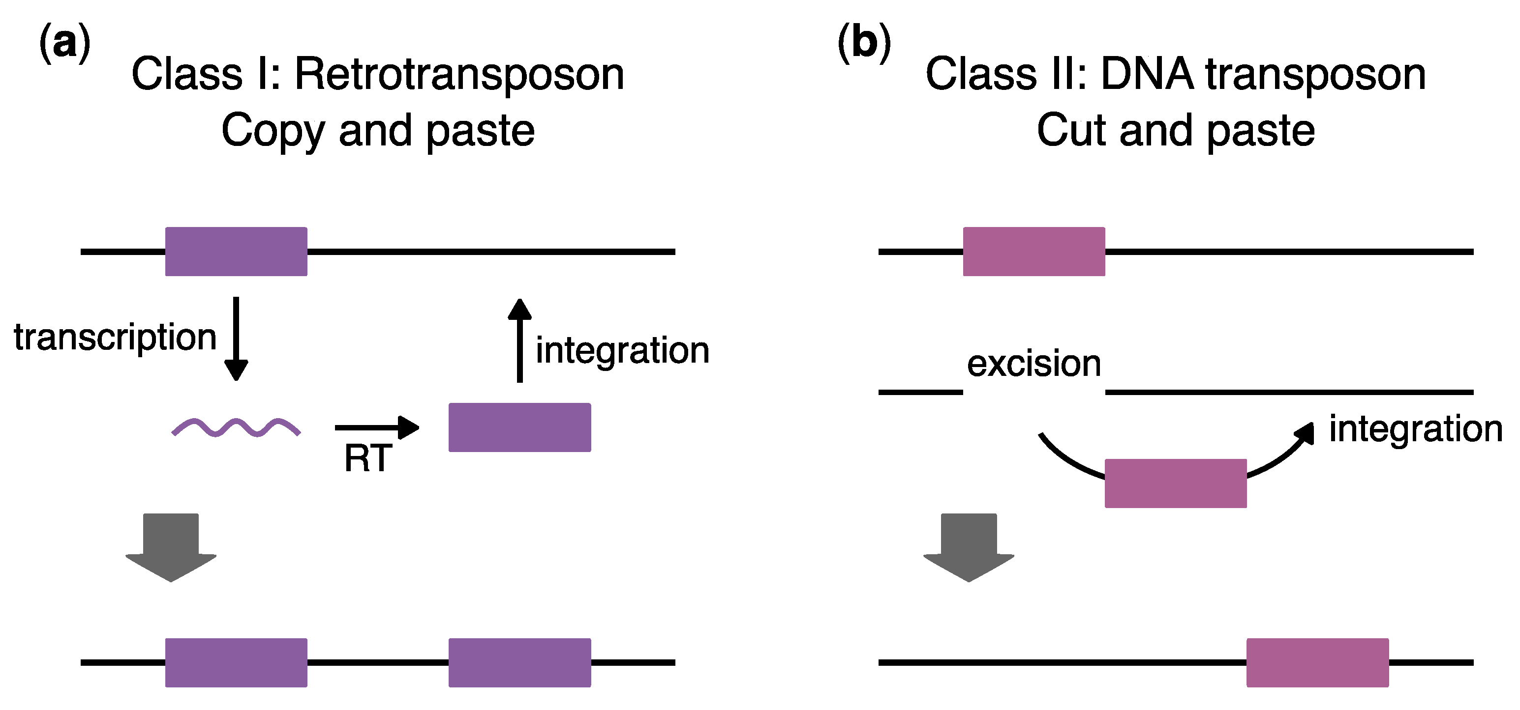 Viruses 16 00714 g001 Viruses 16 00714 g001