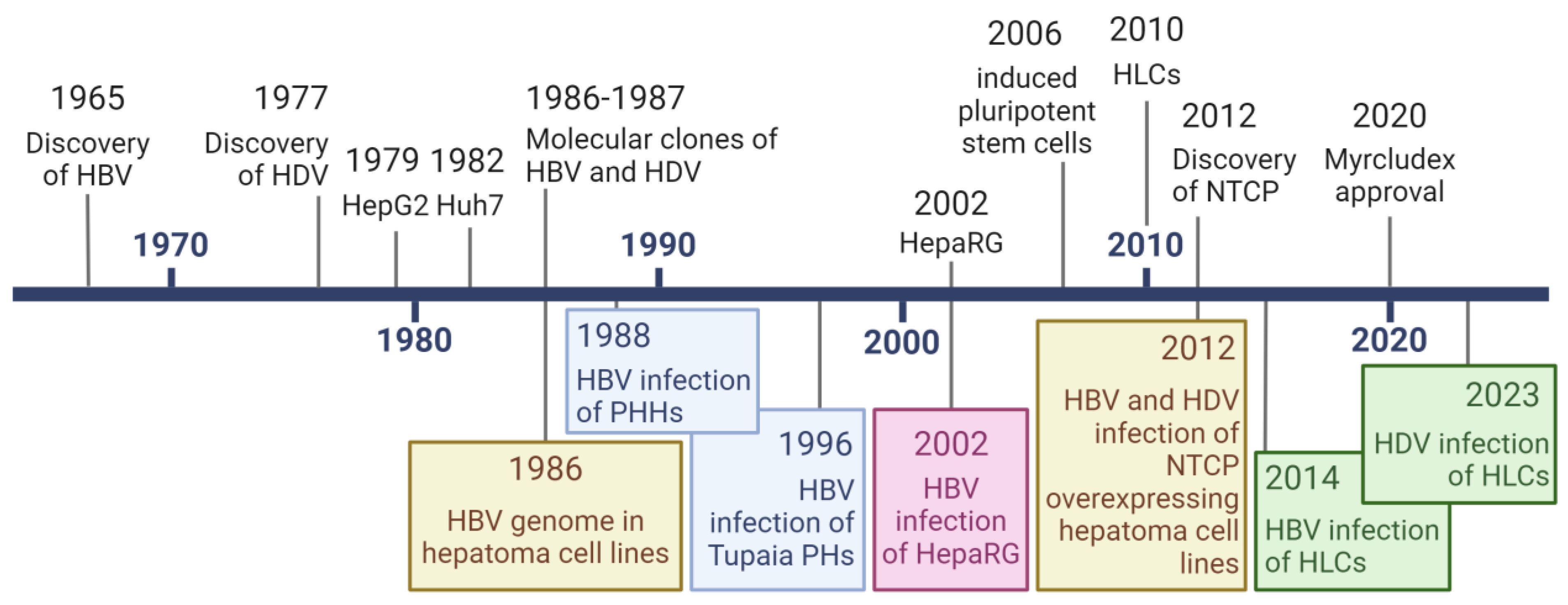 Viruses 16 00716 g002