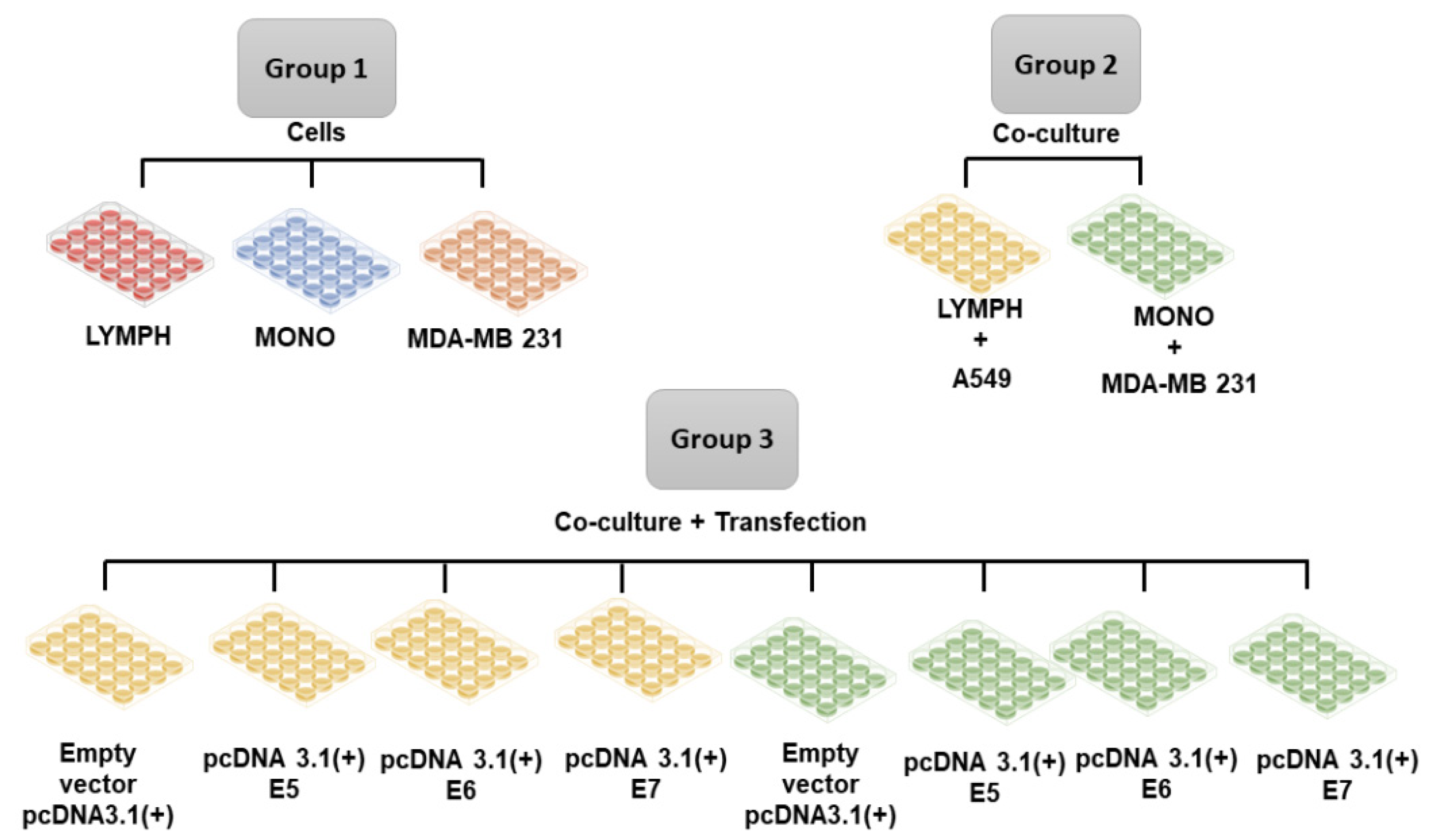 Viruses 16 00717 g001