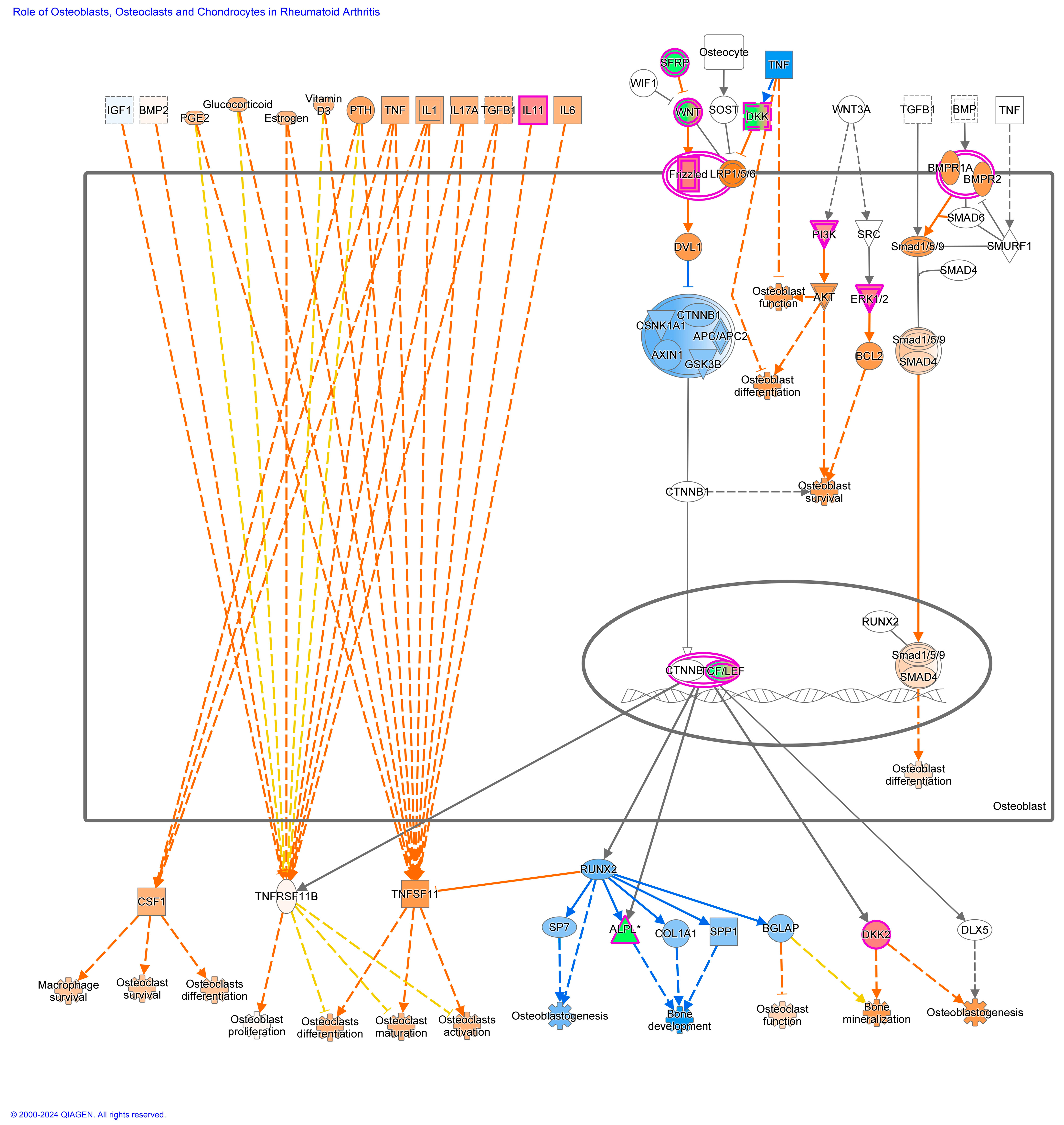 Viruses 16 00721 g011