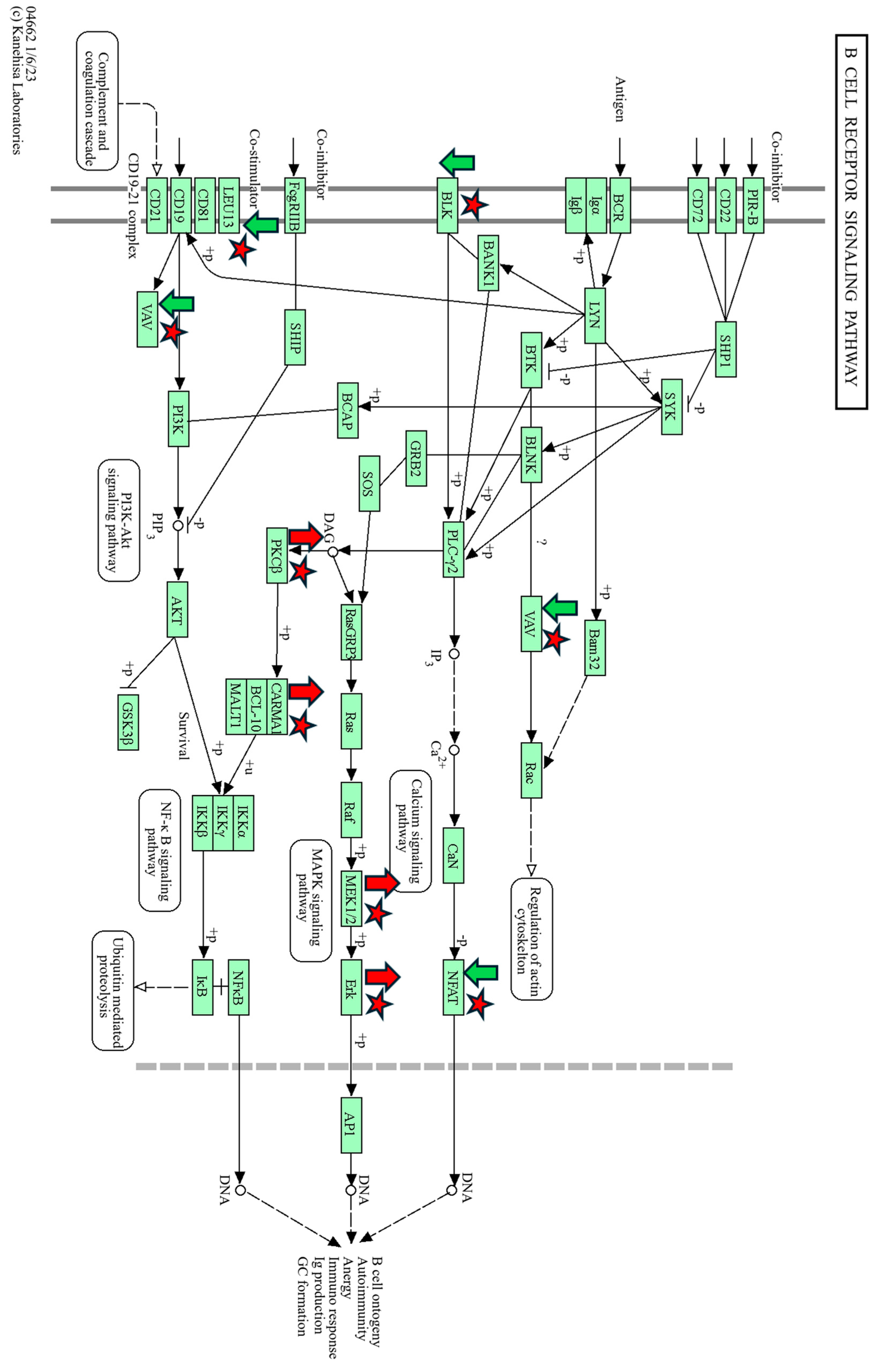 Viruses 16 00721 g013
