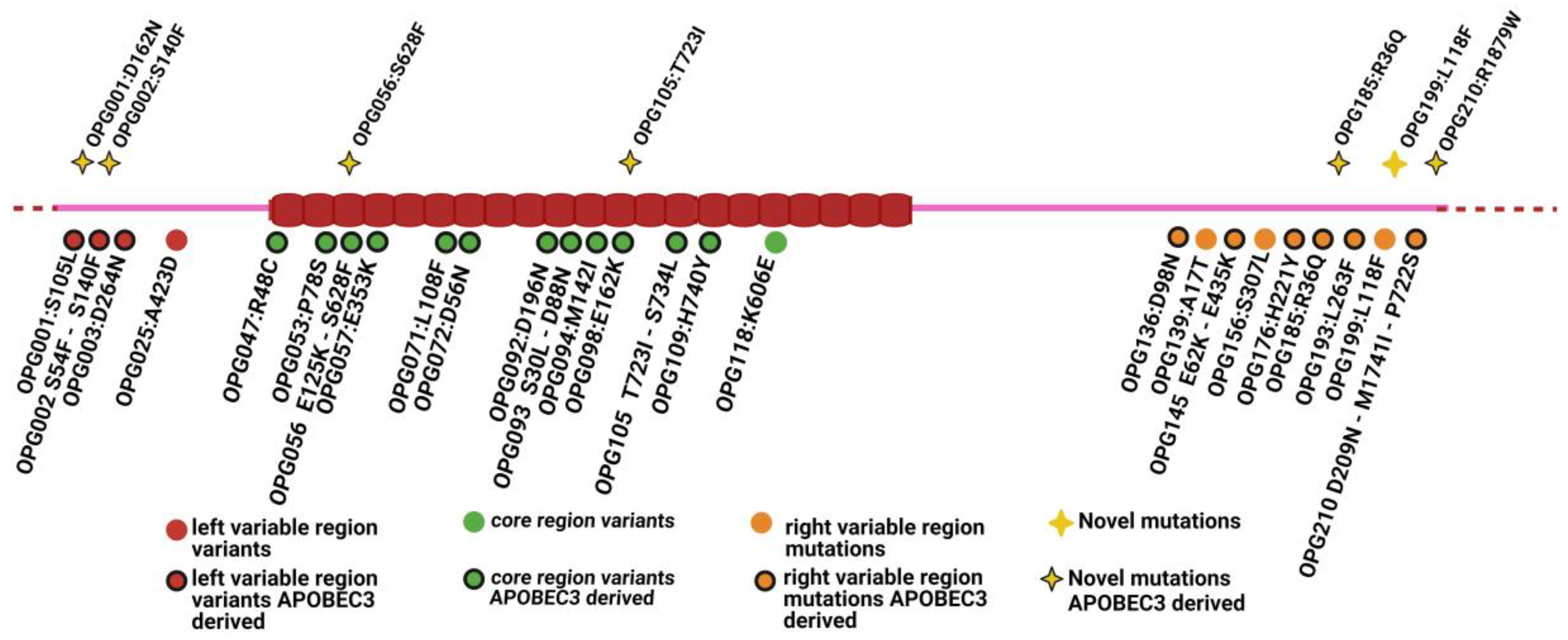 Viruses 16 00726 g001