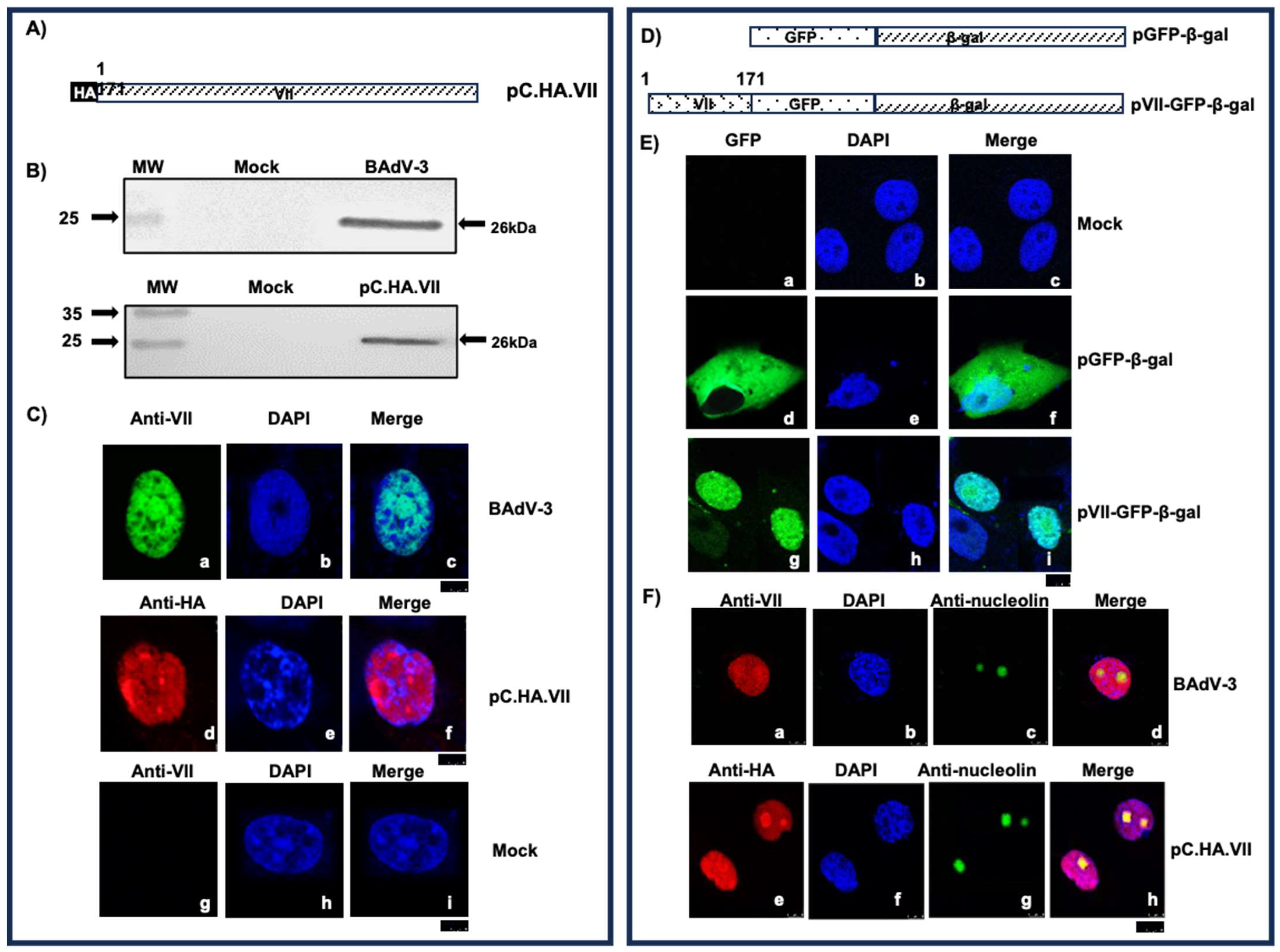 Viruses 16 00732 g002 Viruses 16 00732 g002