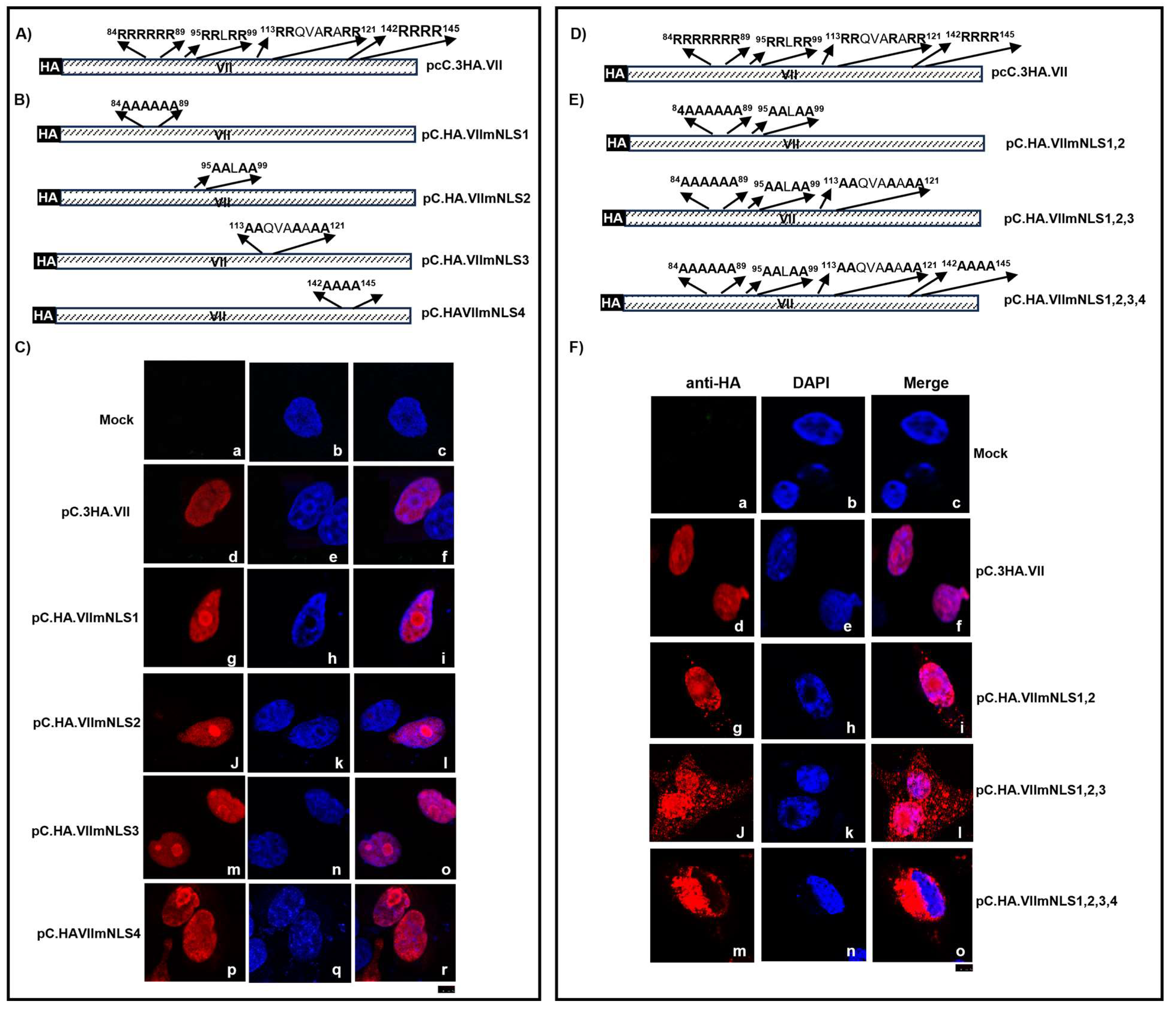 Viruses 16 00732 g003 Viruses 16 00732 g003