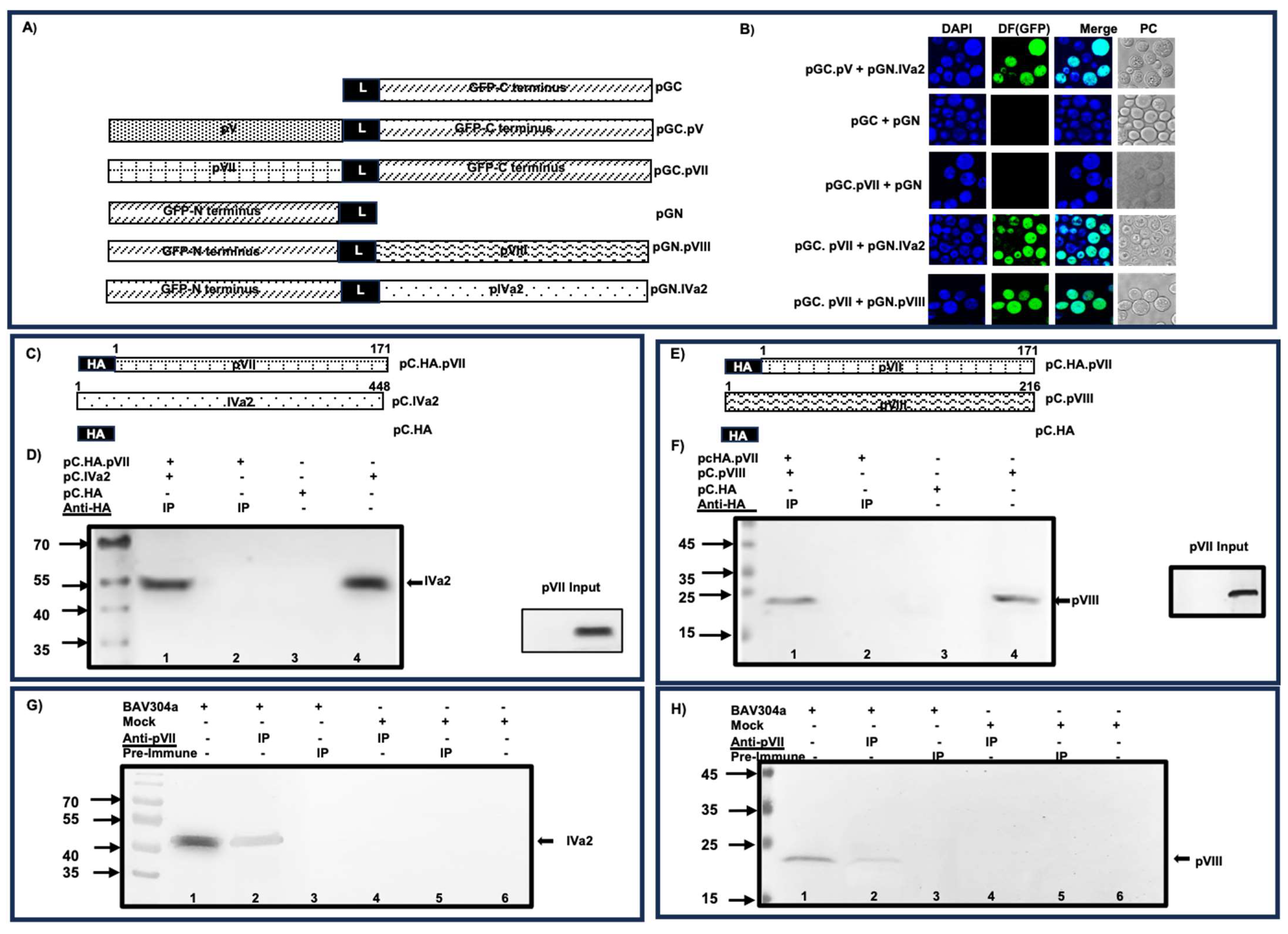 Viruses 16 00732 g009 Viruses 16 00732 g009