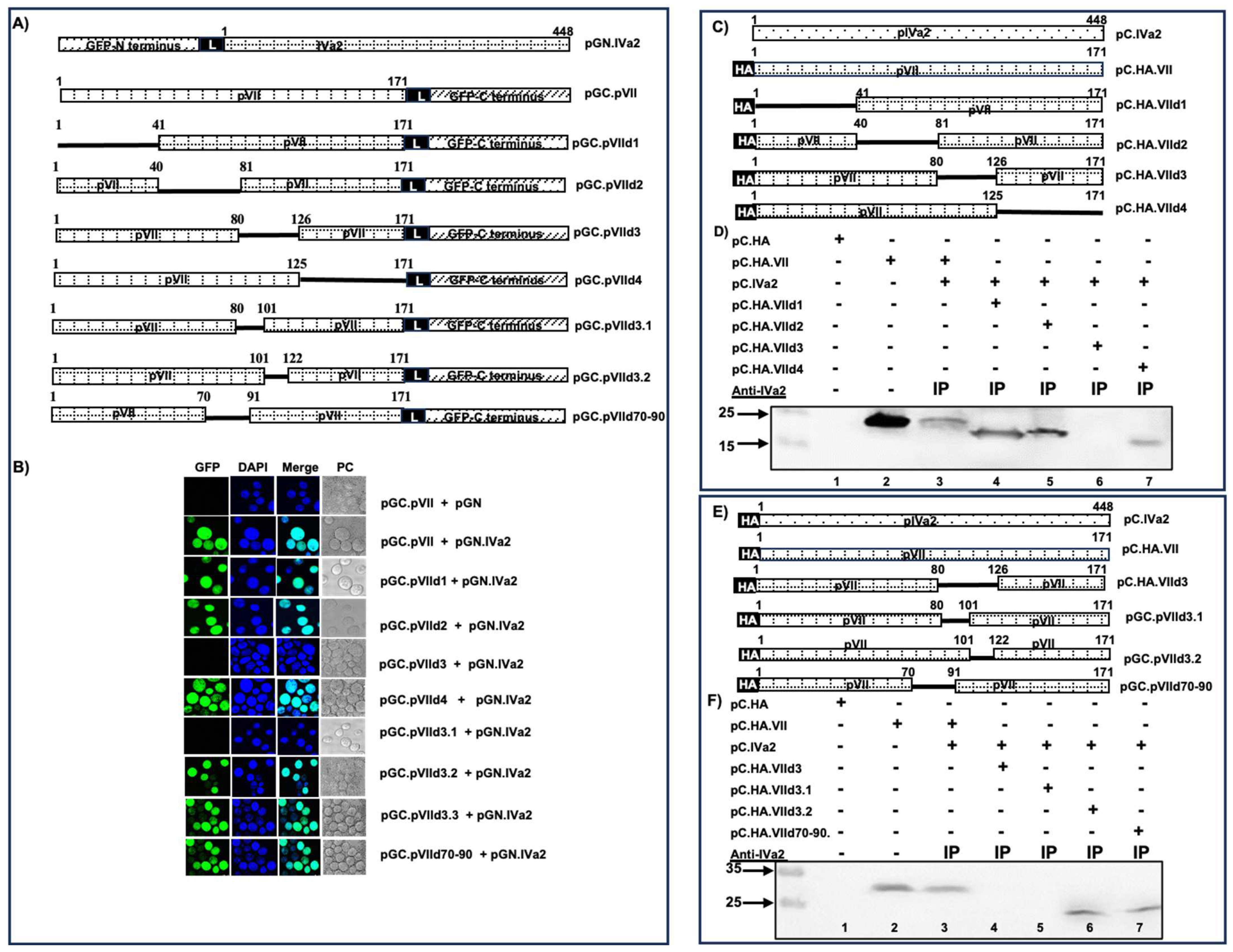 Viruses 16 00732 g010 Viruses 16 00732 g010