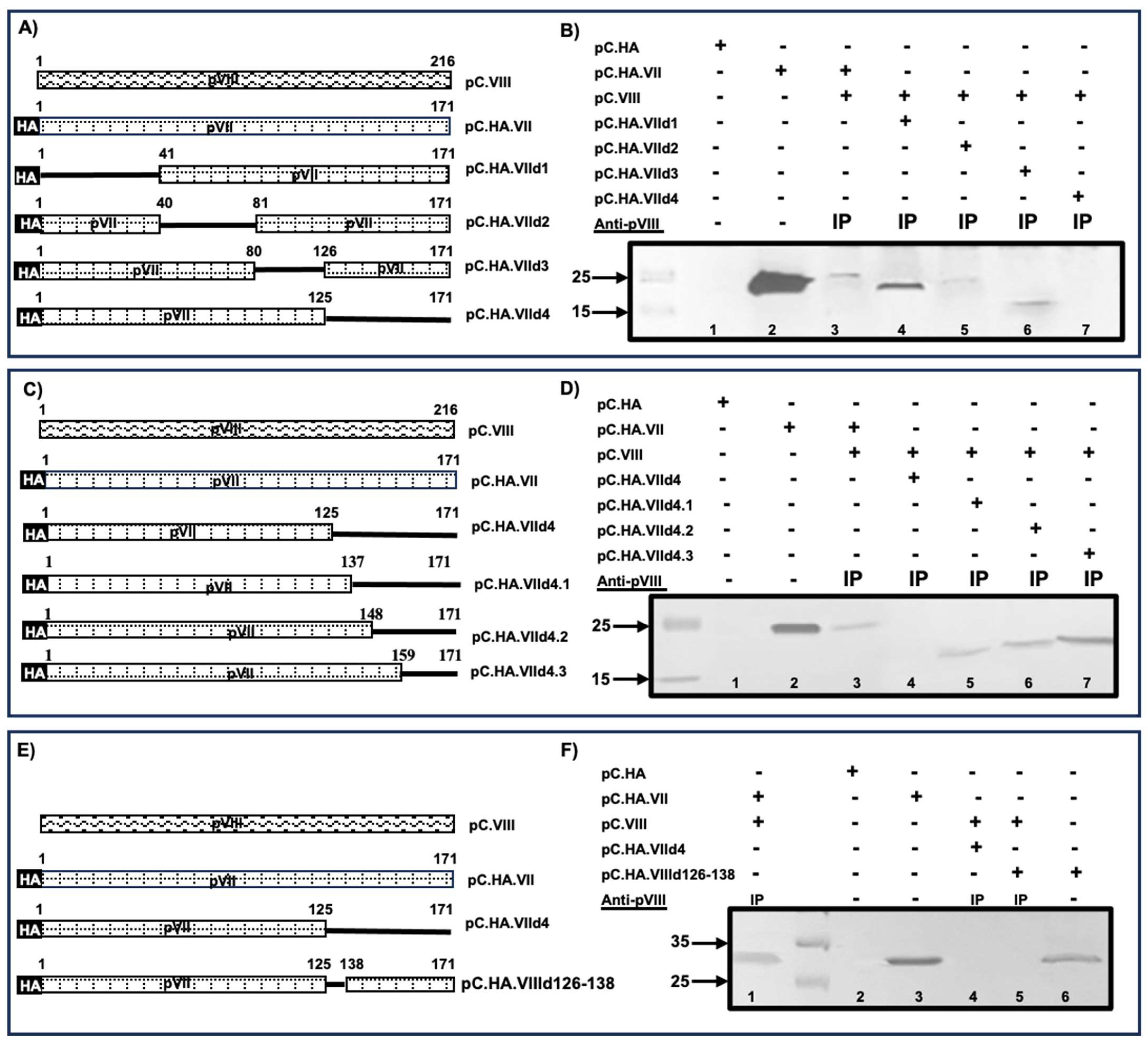 Viruses 16 00732 g012 Viruses 16 00732 g012