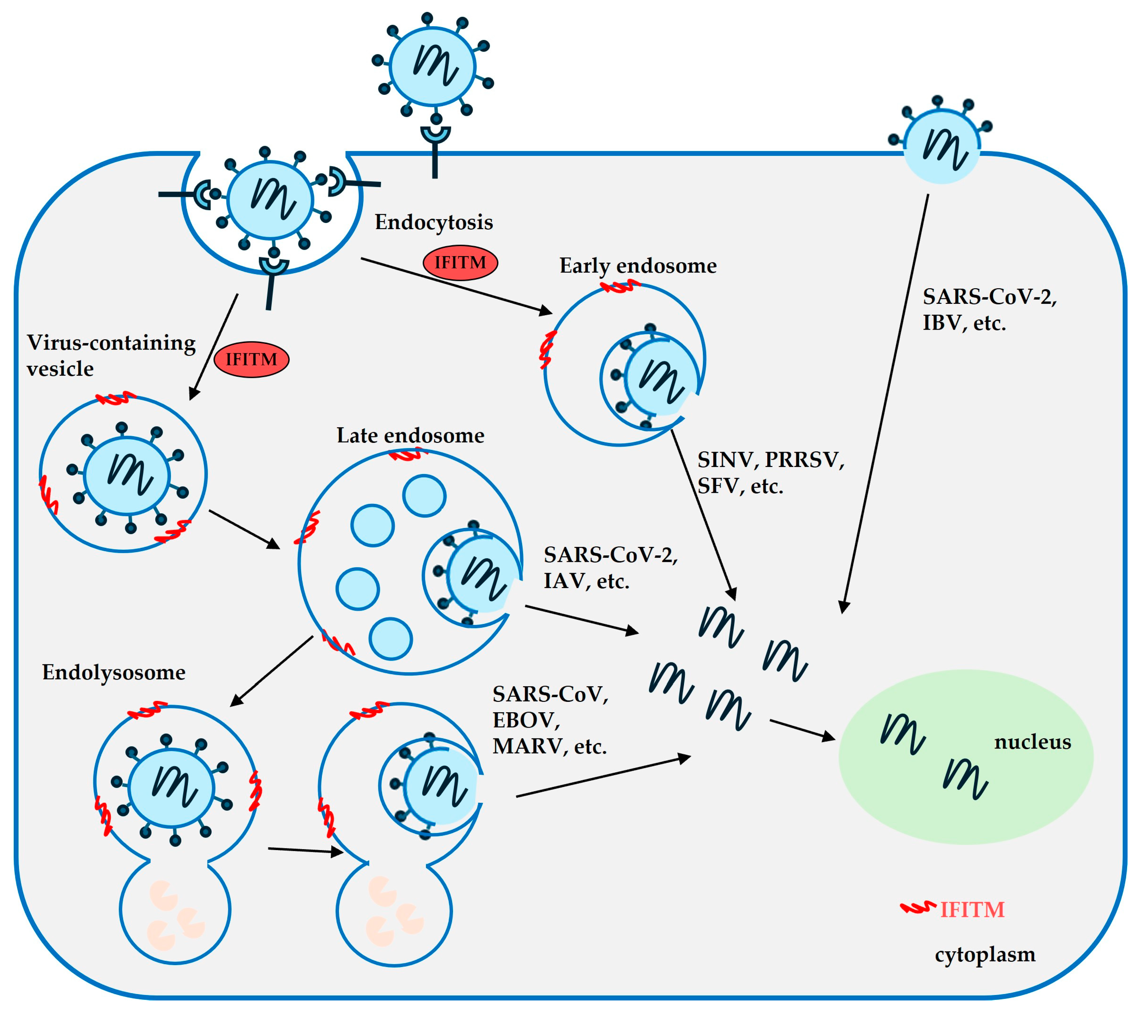 Viruses 16 00734 g001
