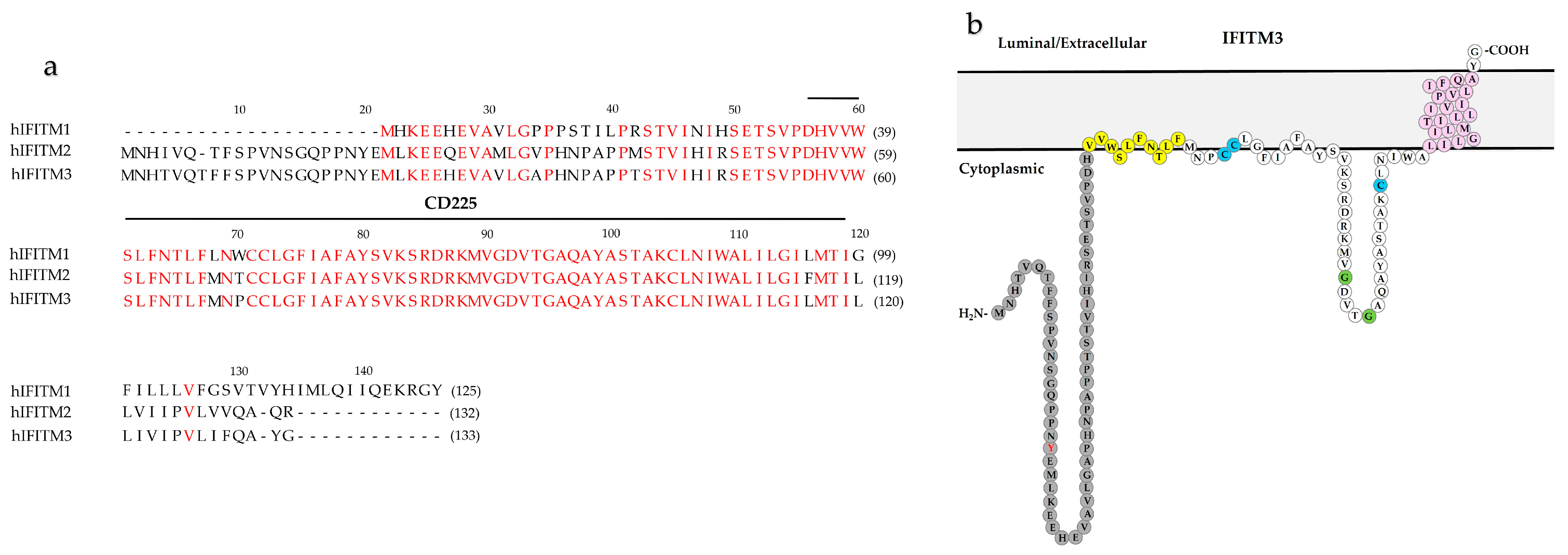 Viruses 16 00734 g002