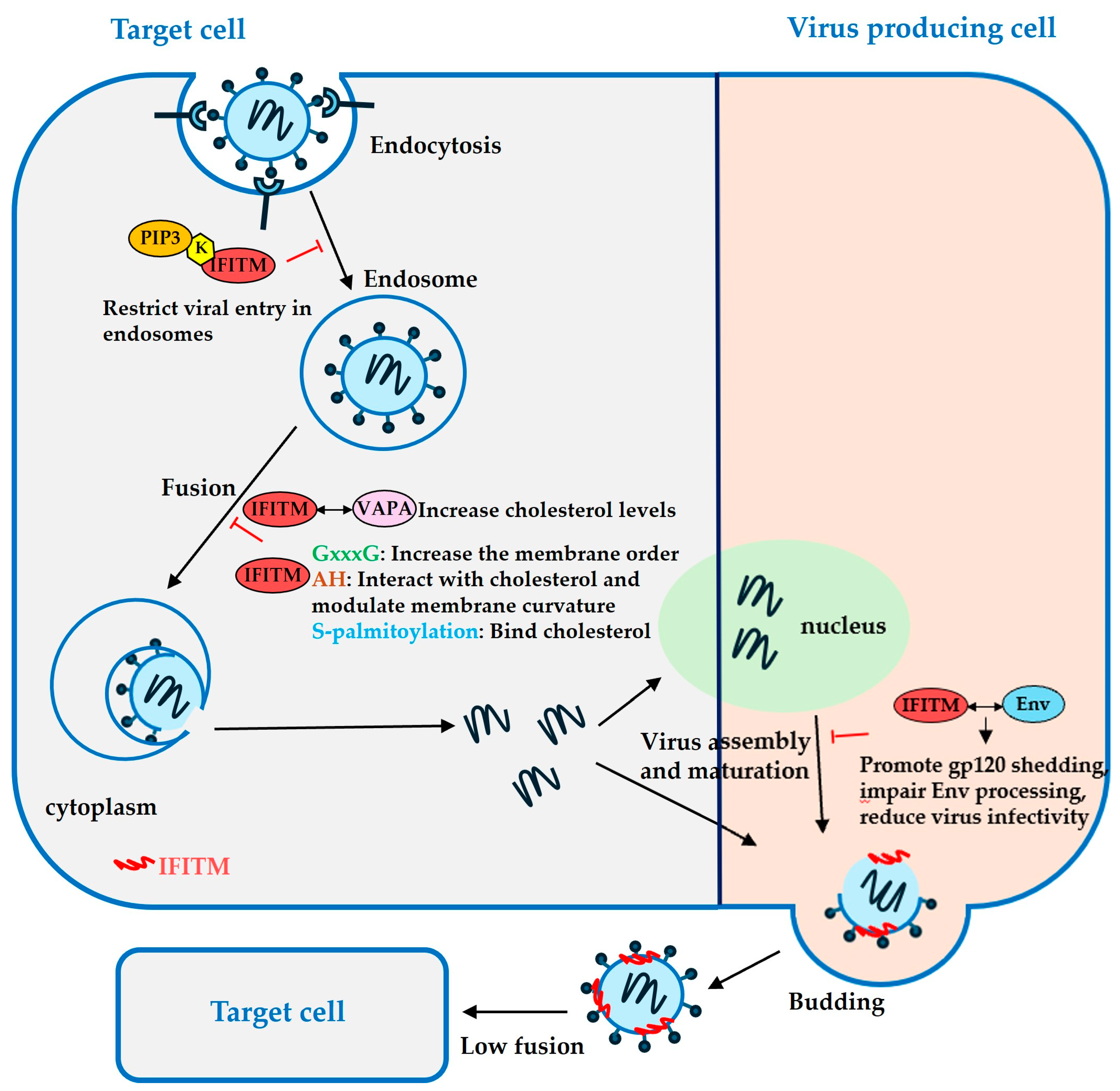 Viruses 16 00734 g004