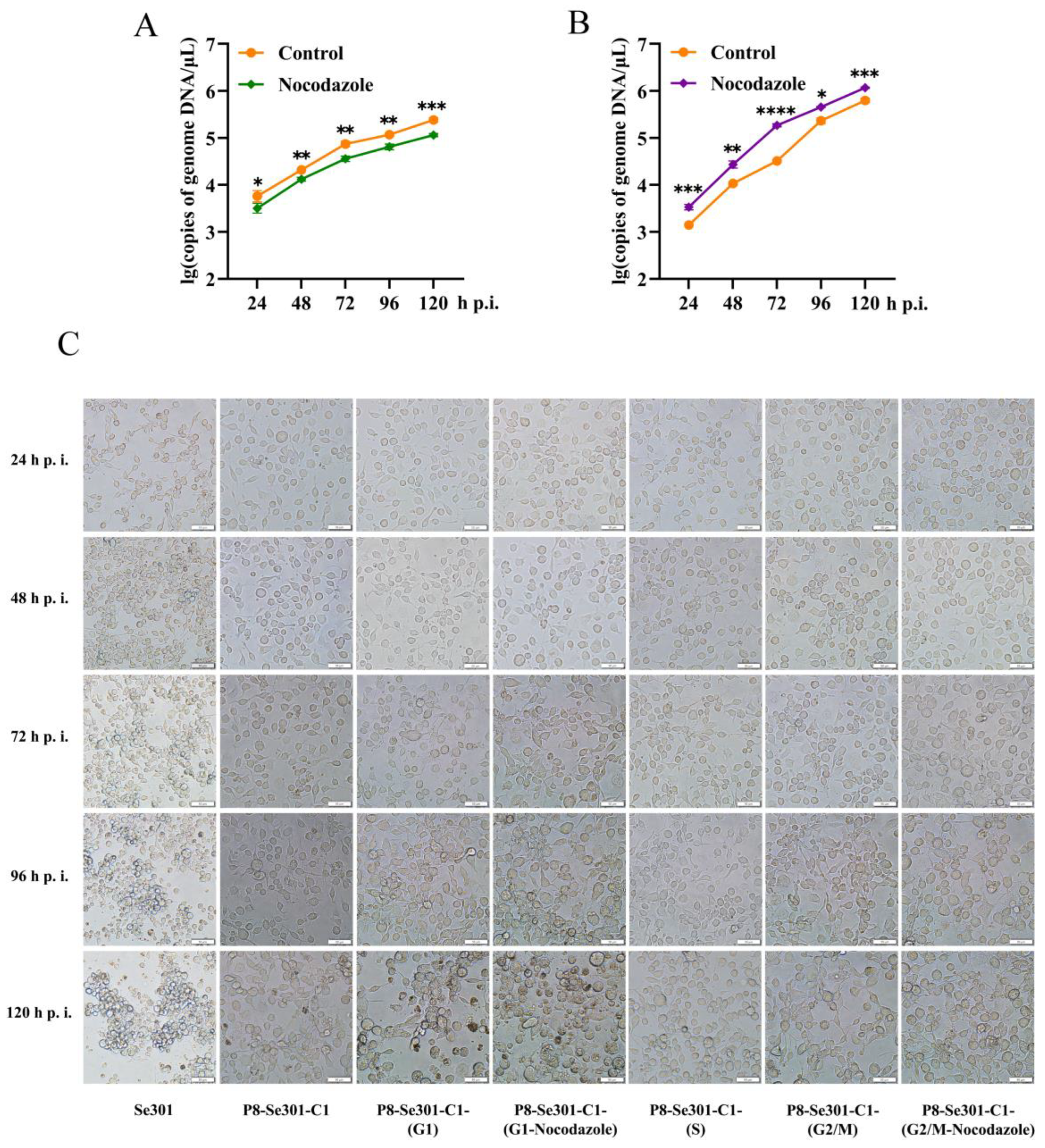 Viruses 16 00736 g006 Viruses 16 00736 g006