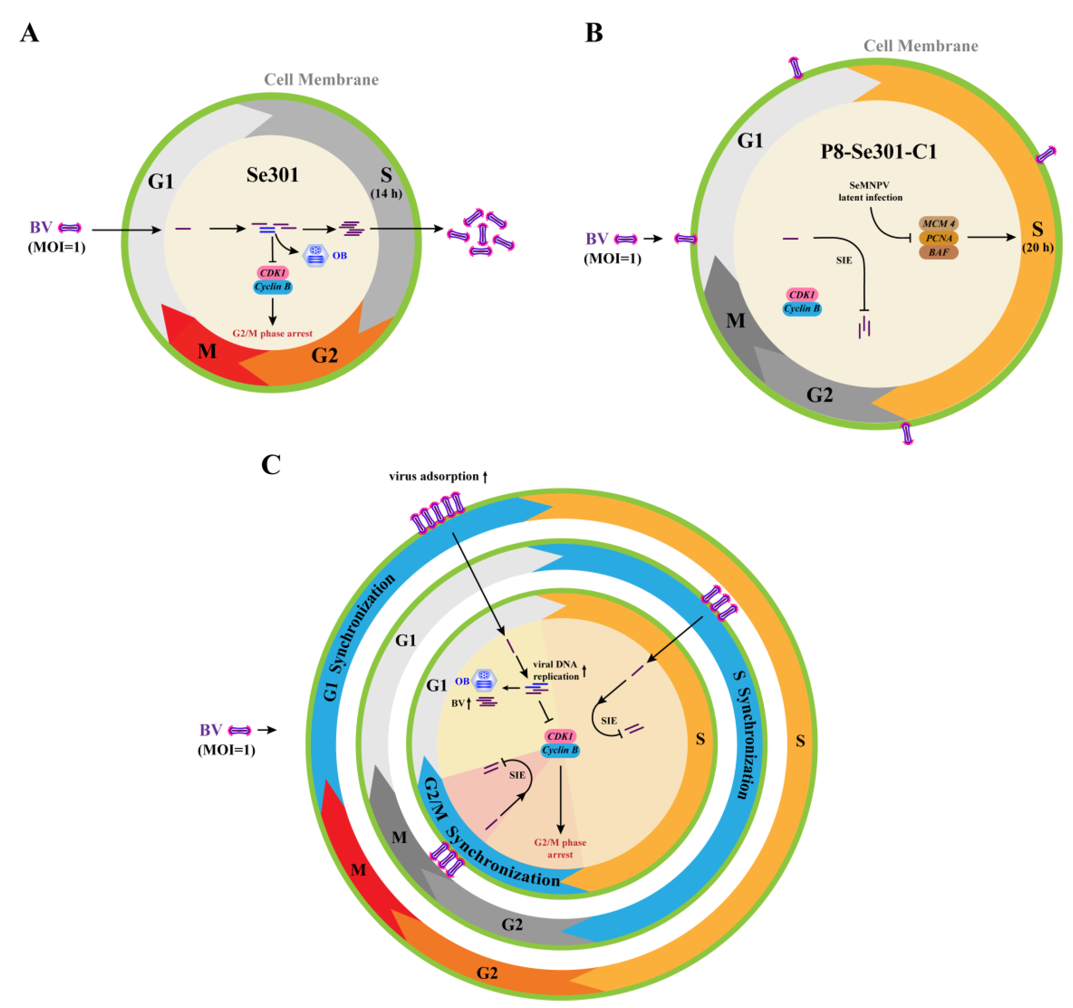 Viruses 16 00736 g007 Viruses 16 00736 g007