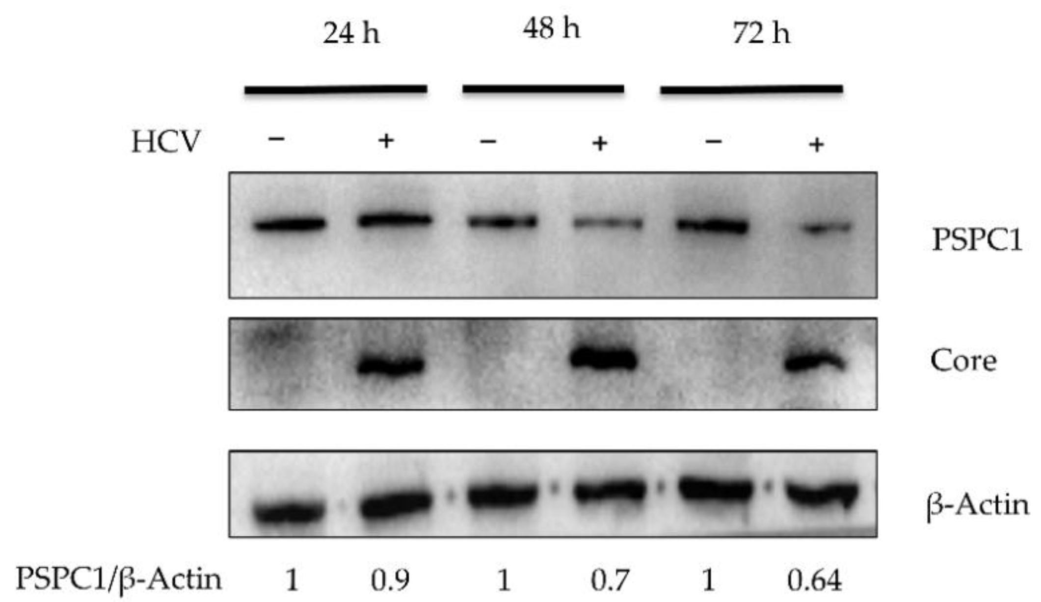 Viruses 16 00738 g005