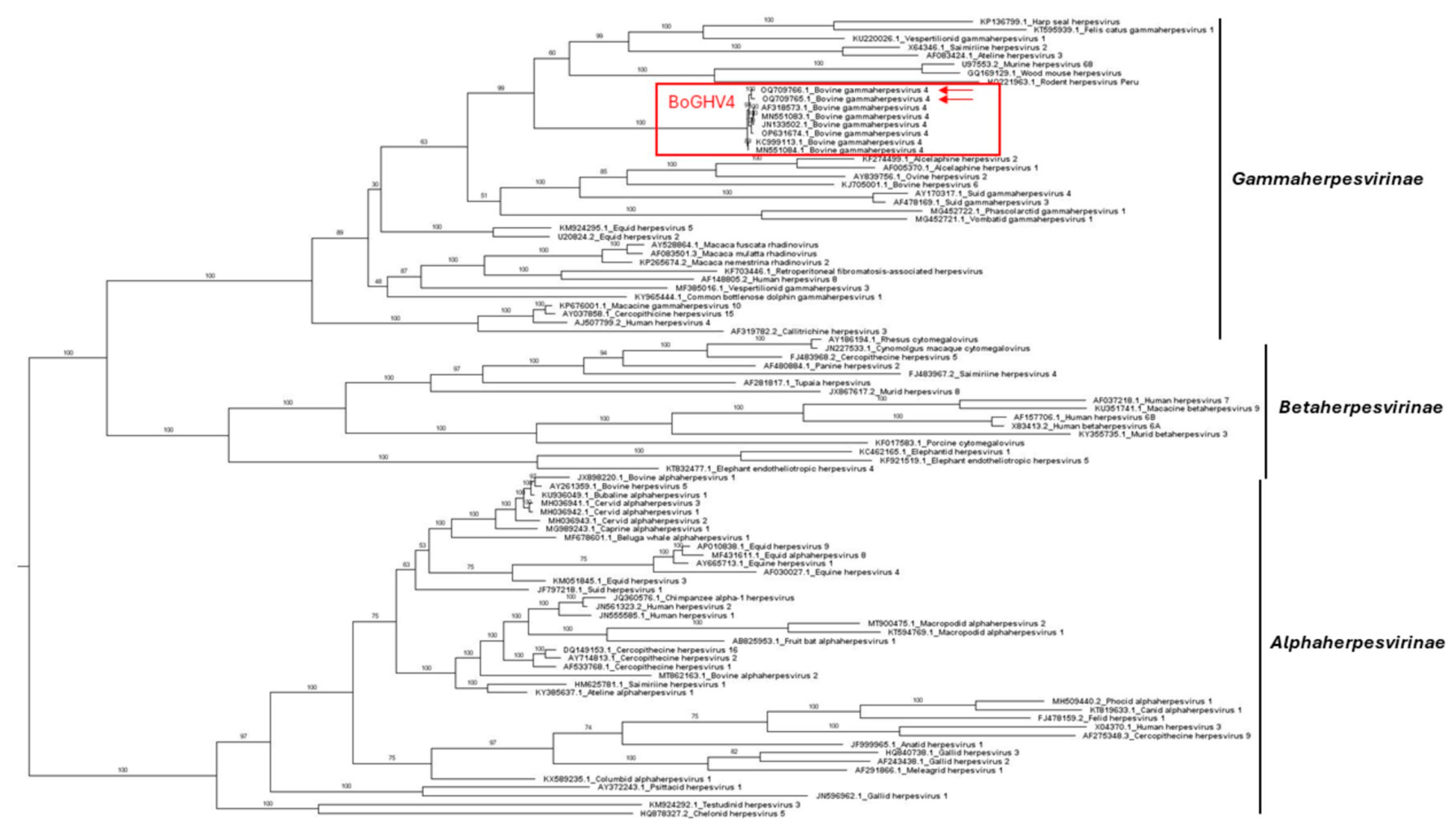 Viruses 16 00739 g001 Viruses 16 00739 g001