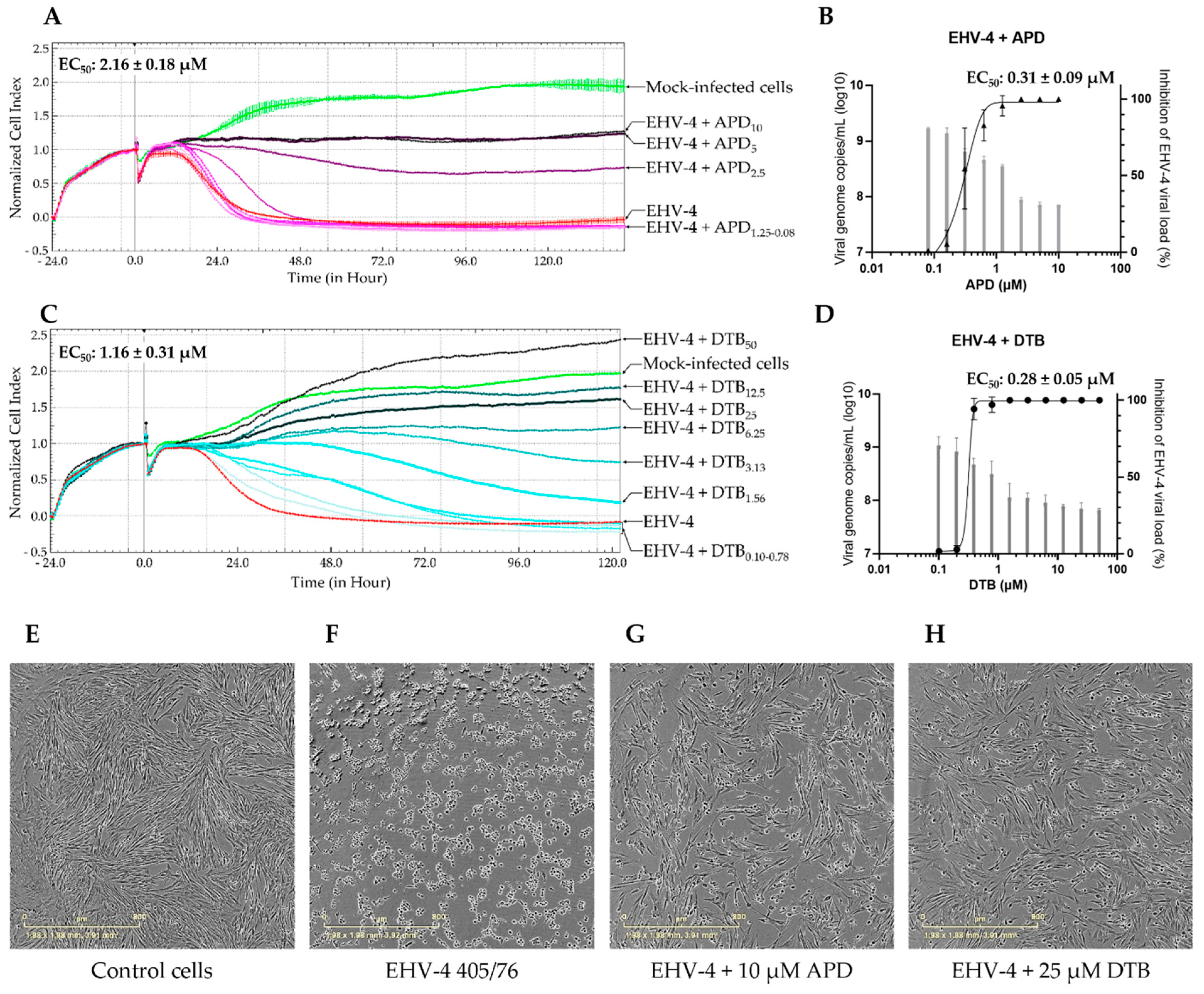 Viruses 16 00746 g002