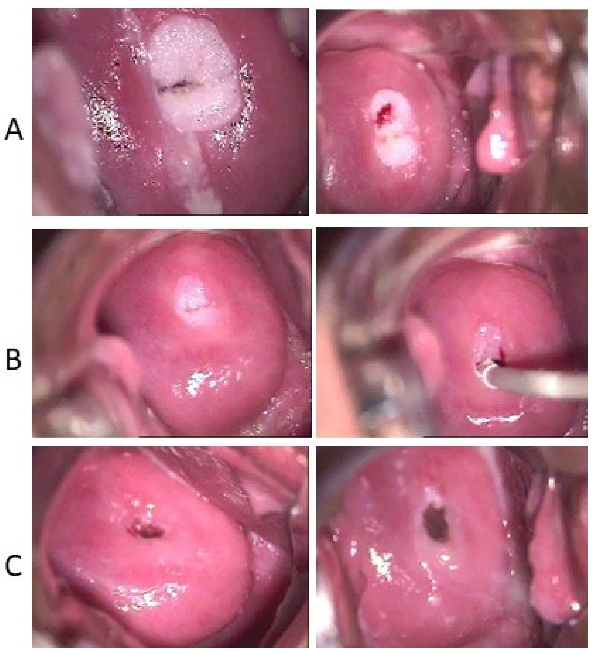 Viruses 16 00756 g002