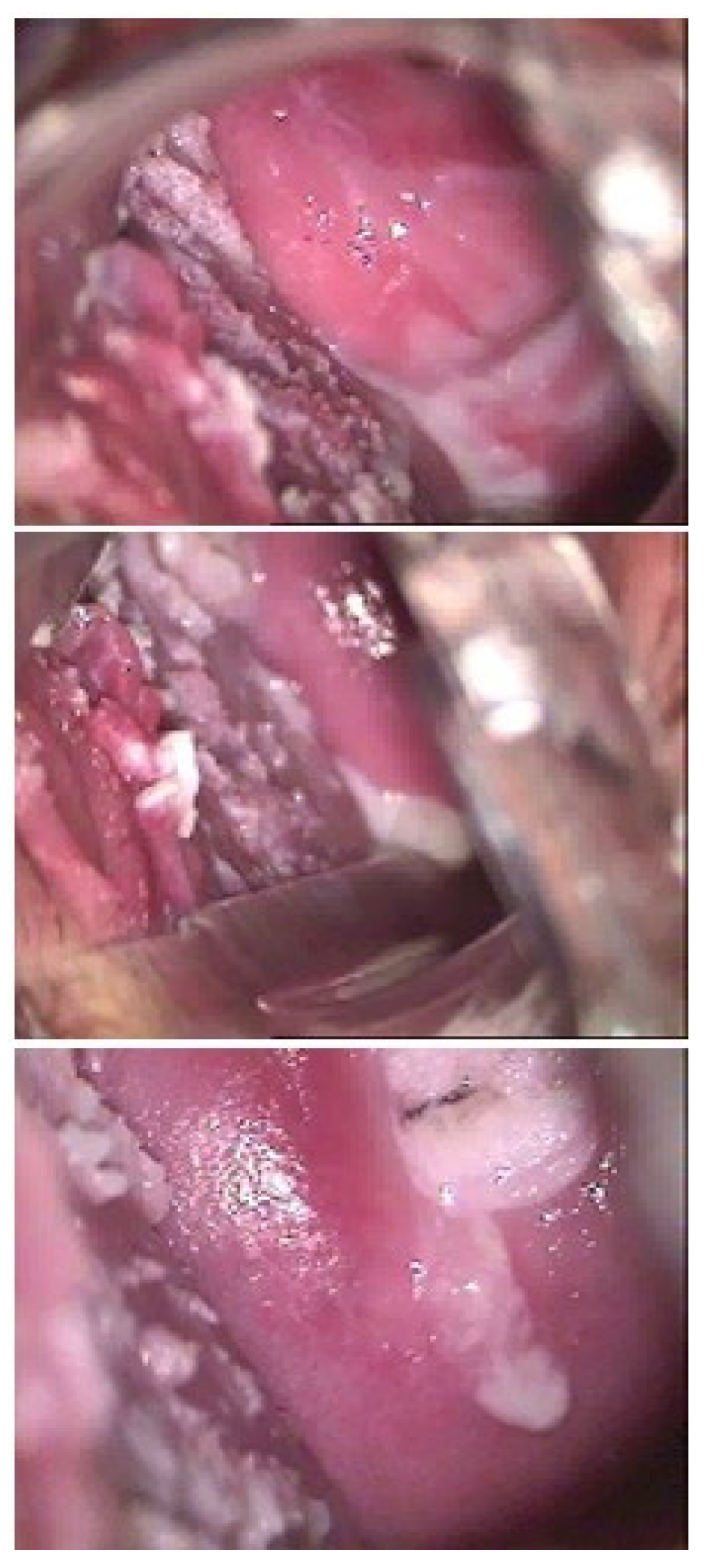 Viruses 16 00756 g003