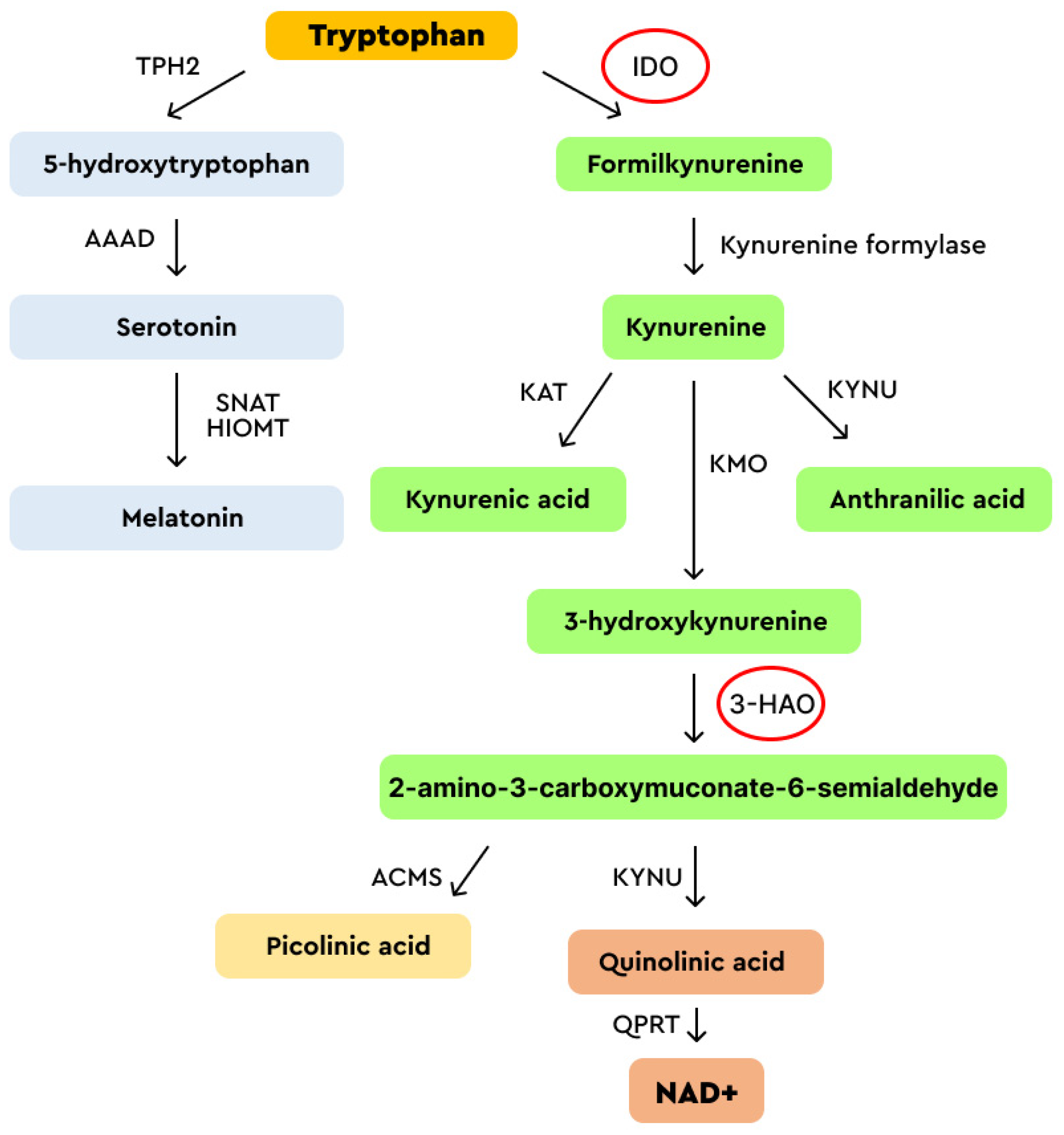 エリオット　400クリーム　クリーム6個セット Remission of HPV-Related Diseases by Antivirals for