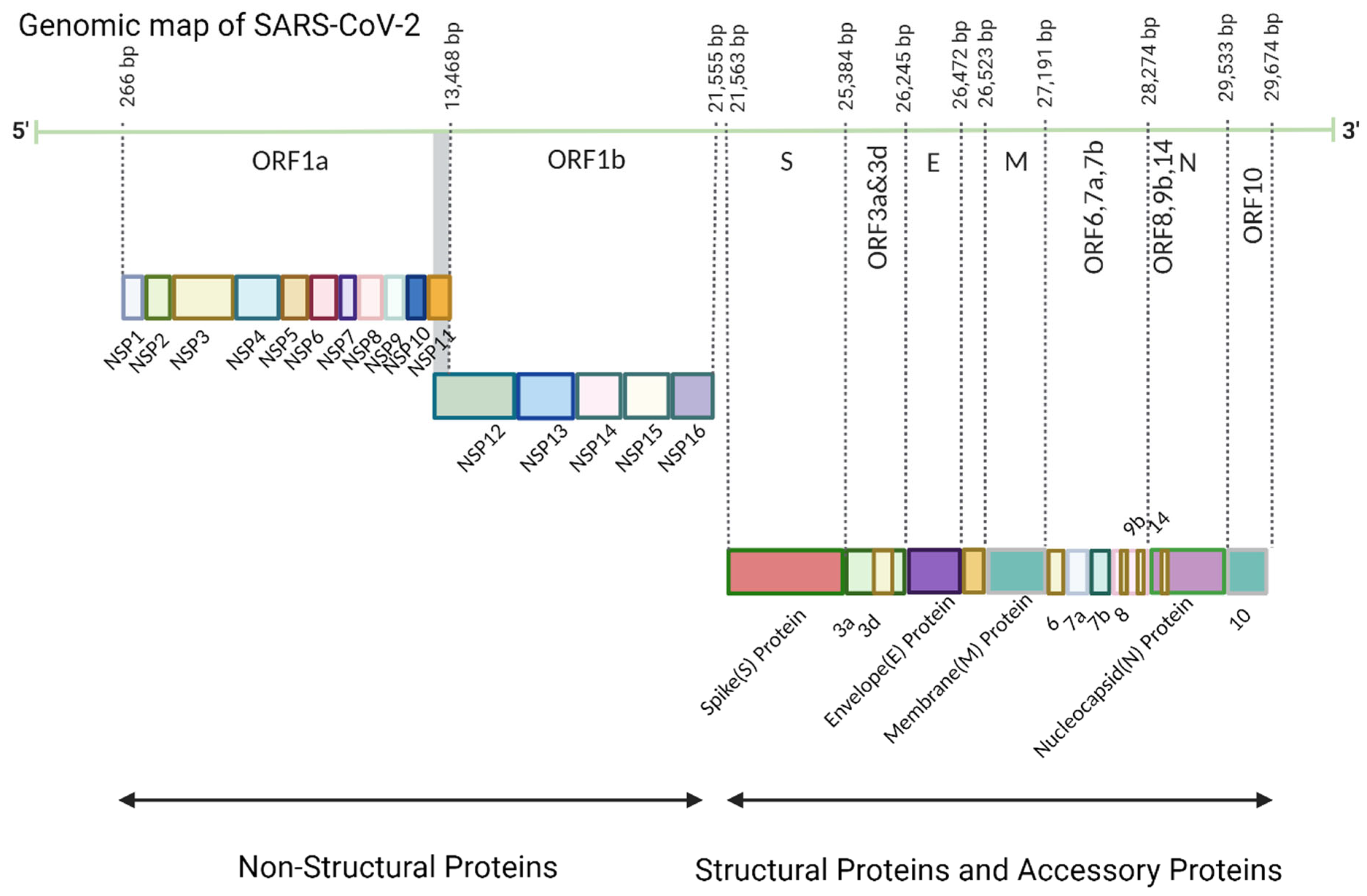Viruses 16 00757 g001