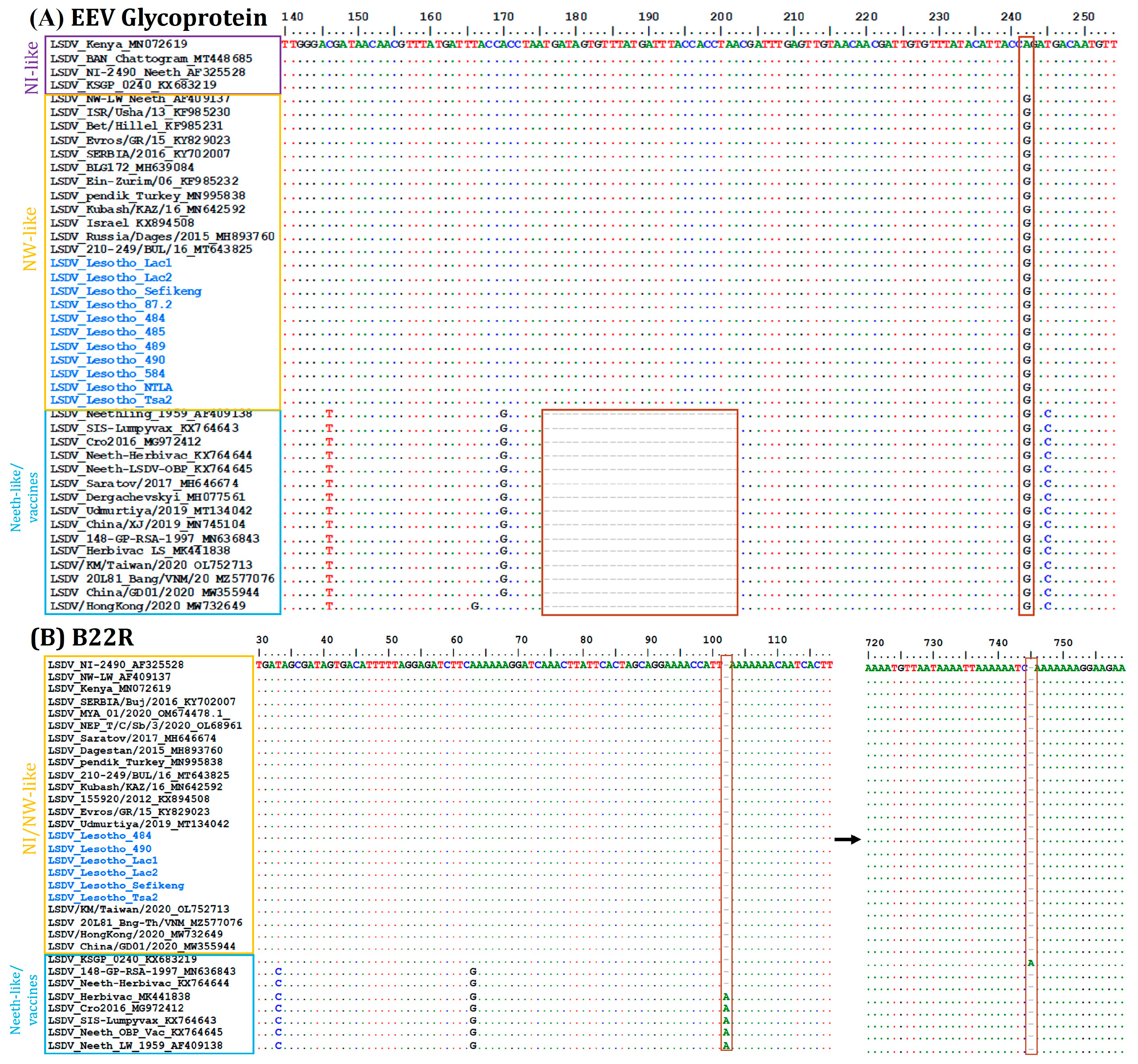 Viruses 16 00762 g004 Viruses 16 00762 g004