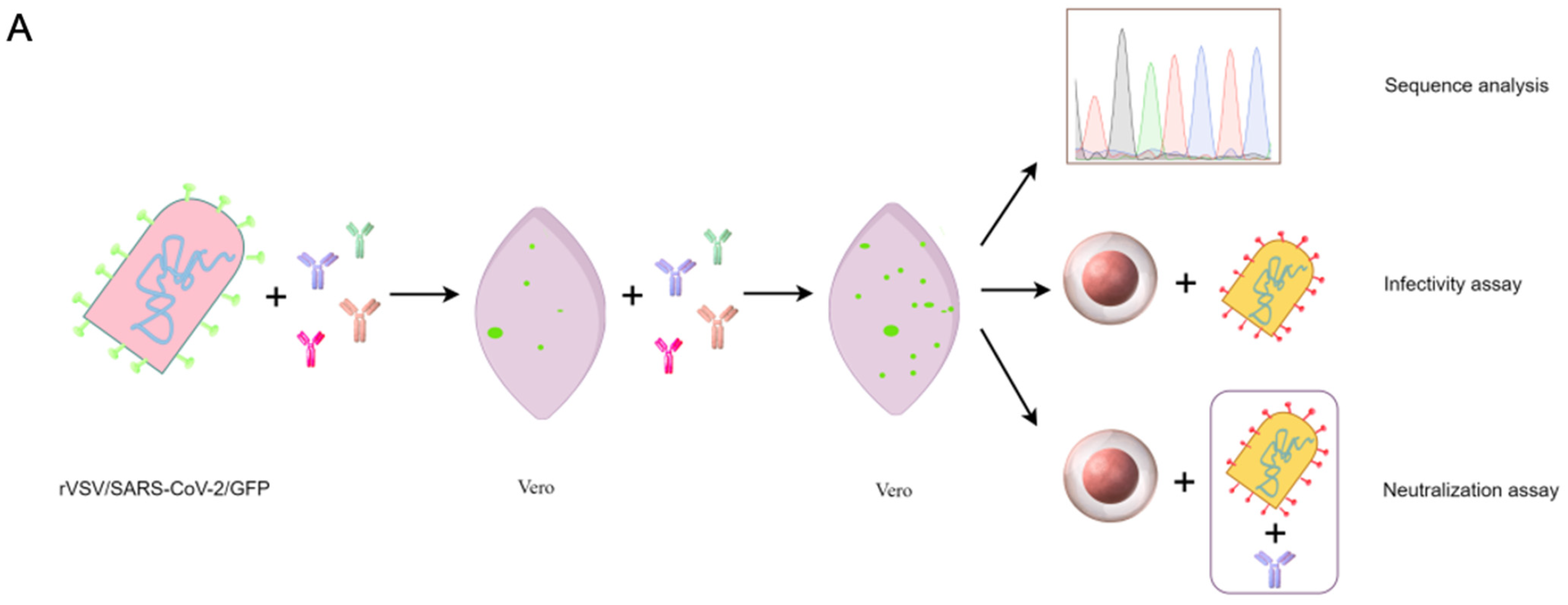 Viruses 16 00763 g001a