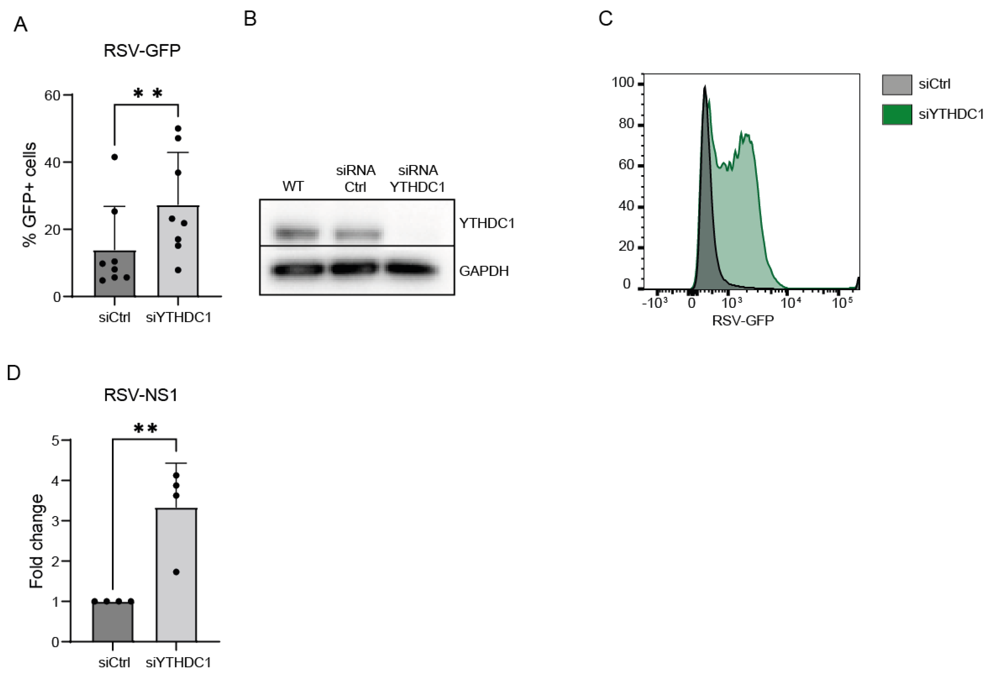 Viruses 16 00778 g002