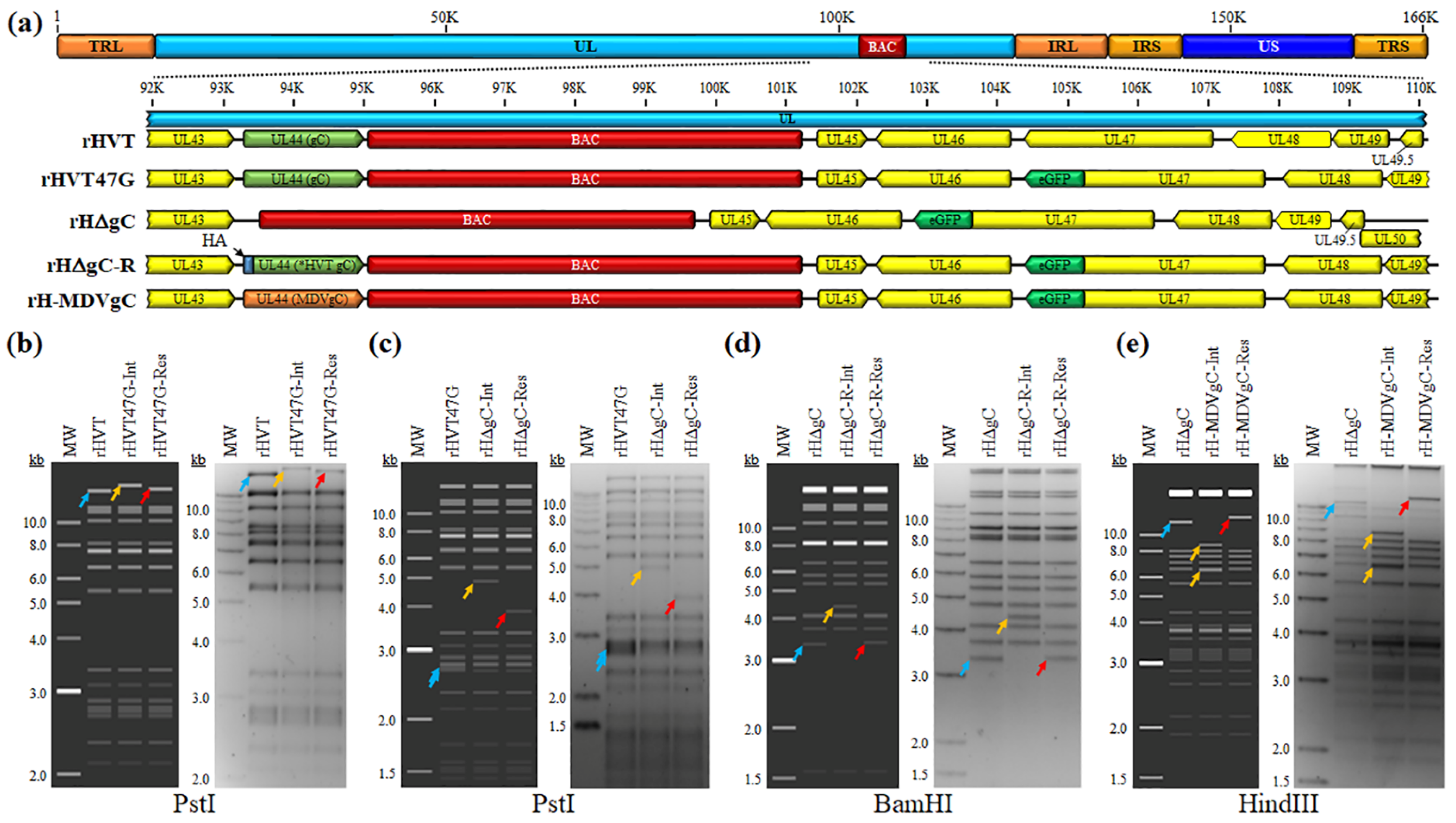 Viruses 16 00782 g001 Viruses 16 00782 g001