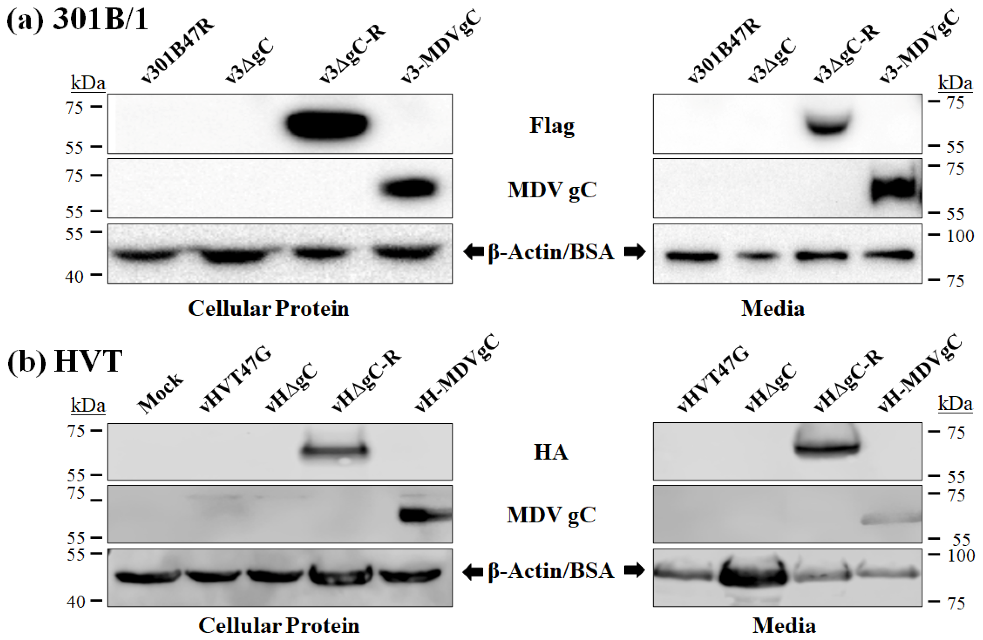 Viruses 16 00782 g002 Viruses 16 00782 g002