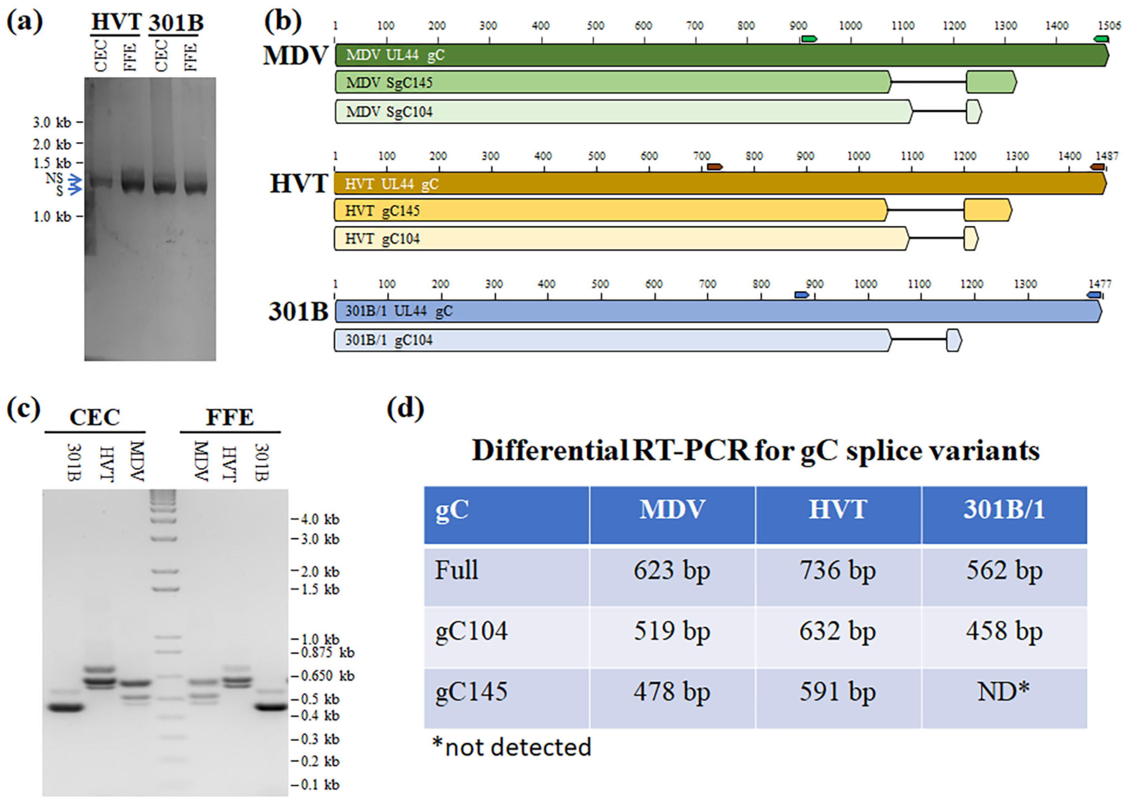 Viruses 16 00782 g003 Viruses 16 00782 g003