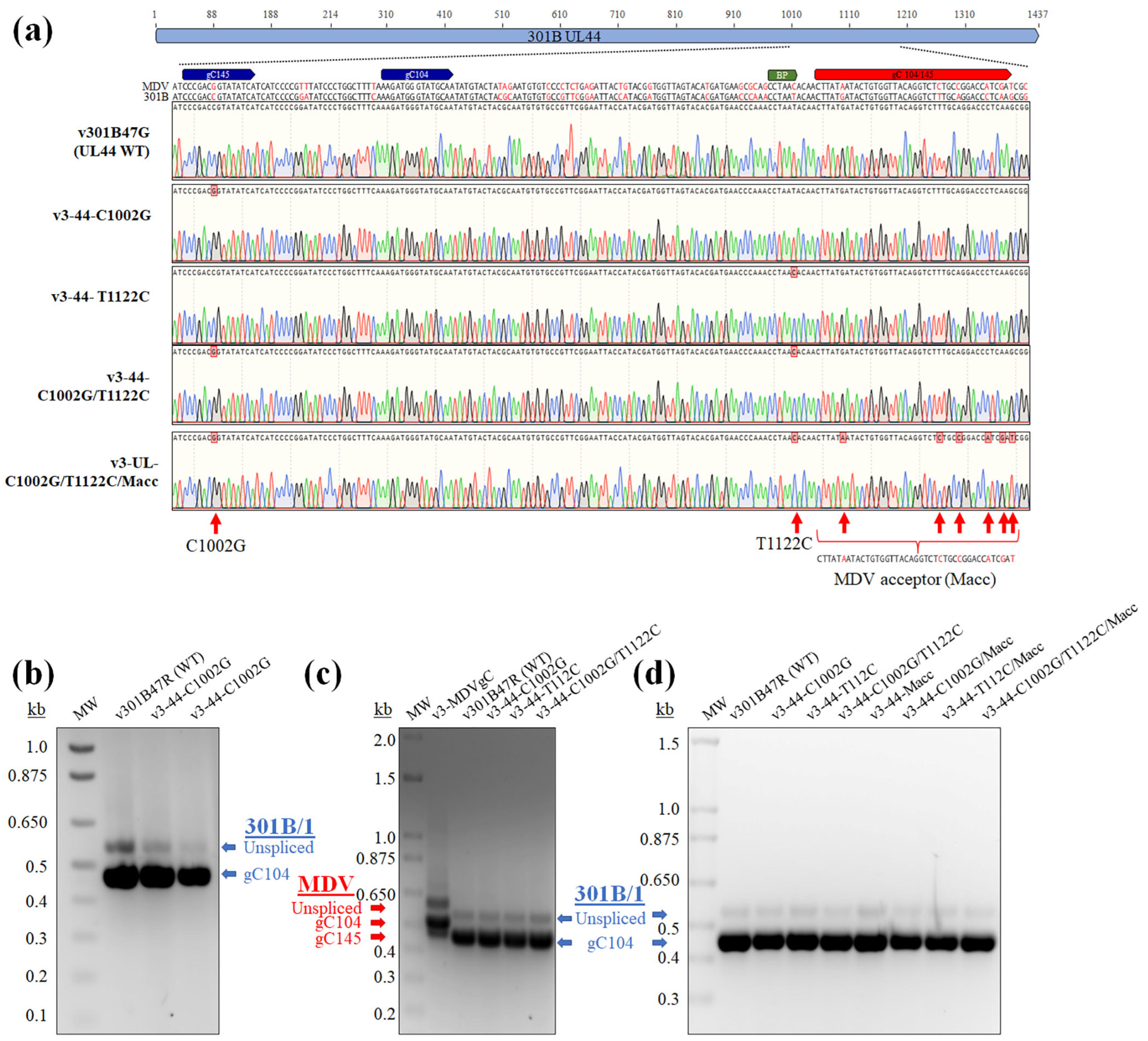 Viruses 16 00782 g005 Viruses 16 00782 g005