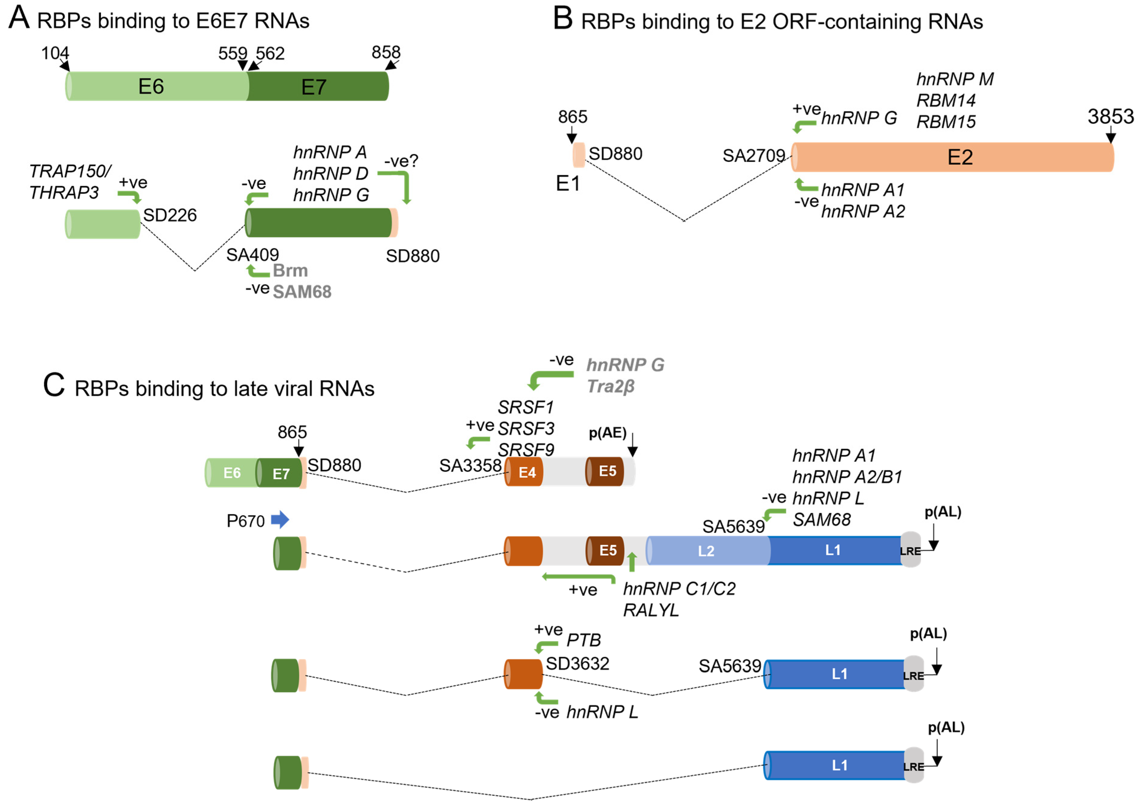 Viruses 16 00783 g004