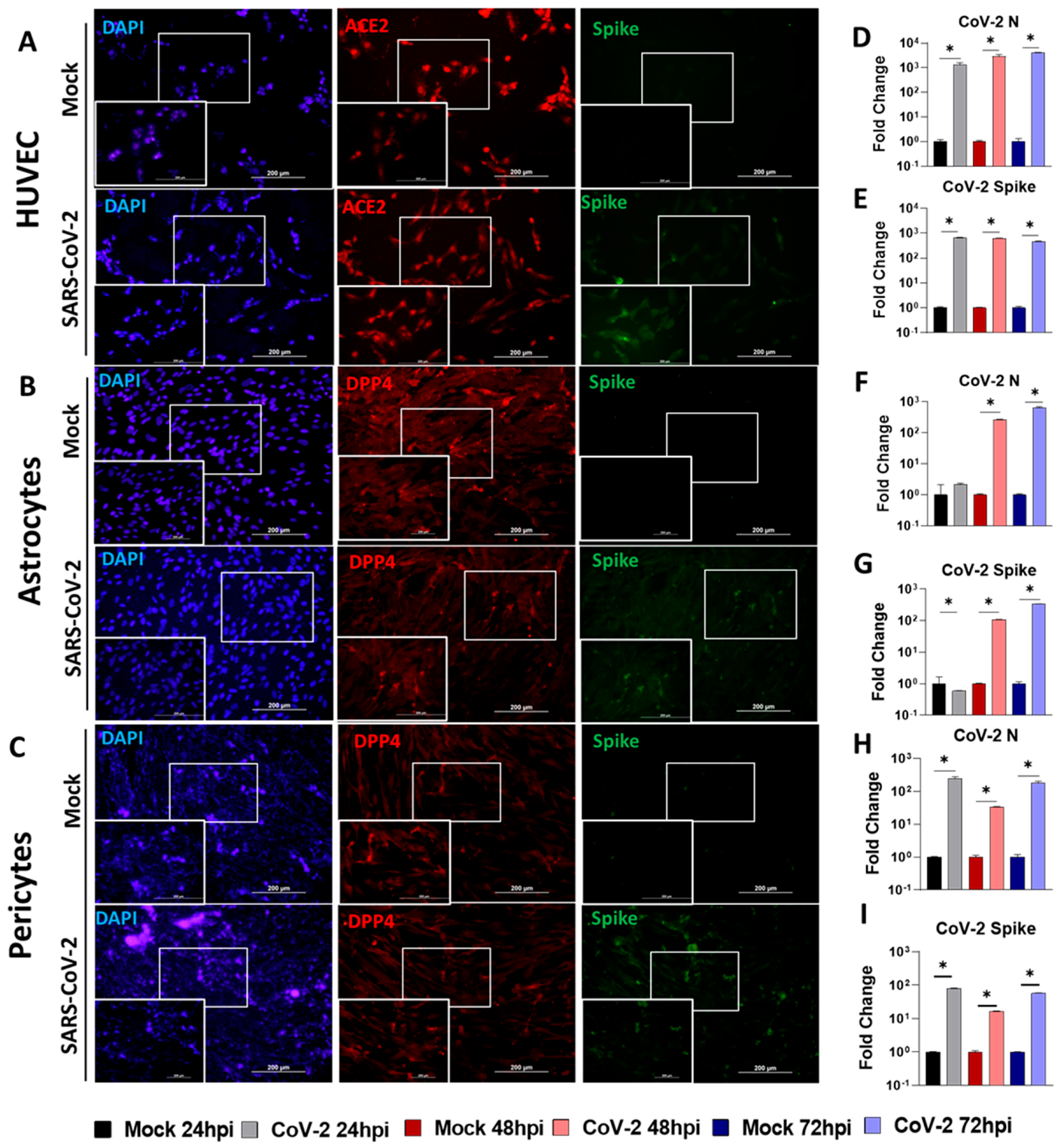 Viruses 16 00785 g002