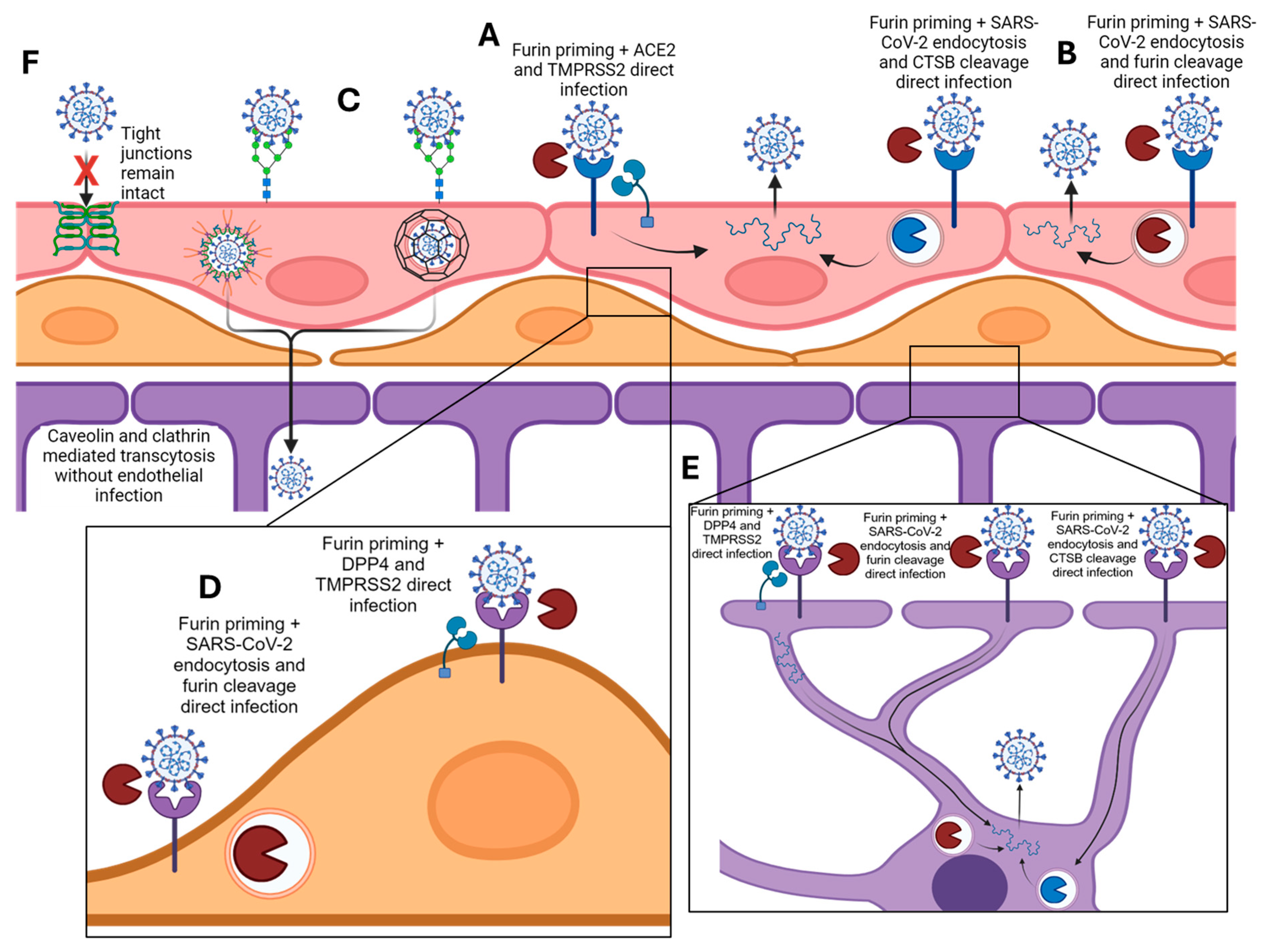 Viruses 16 00785 g006