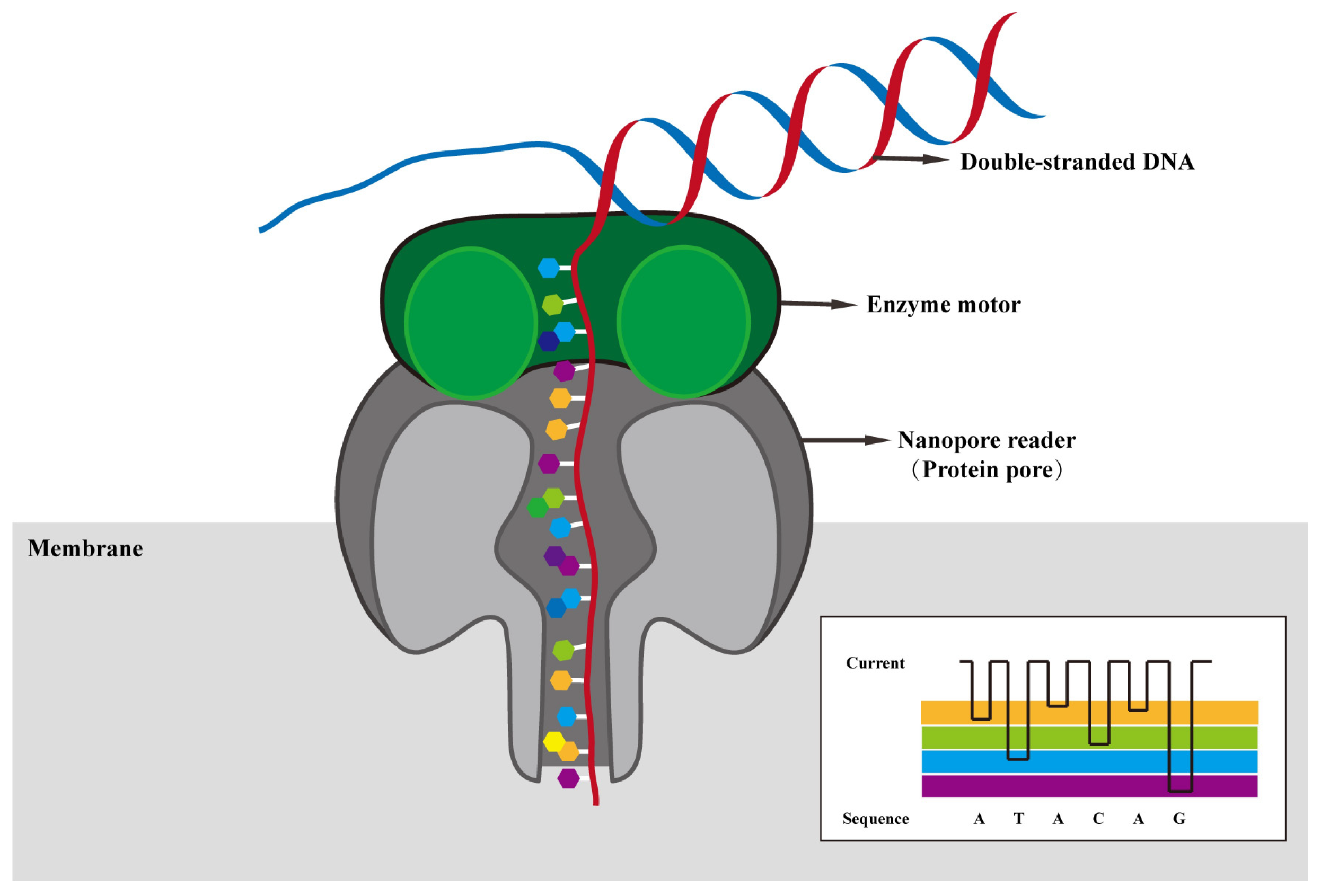 Viruses | Free Full-Text | The Applications of Nanopore Sequencing ...