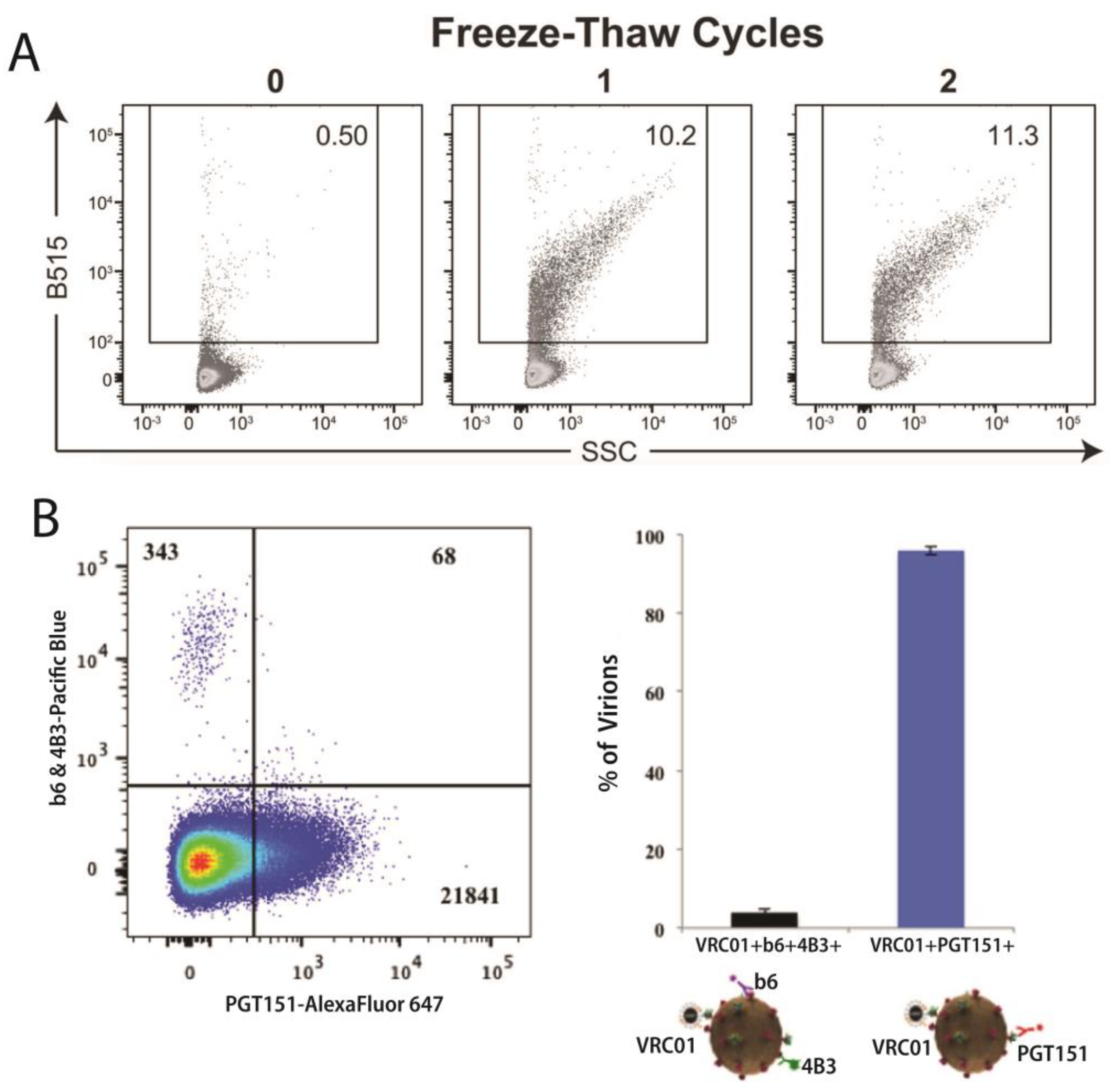 Viruses 16 00802 g002