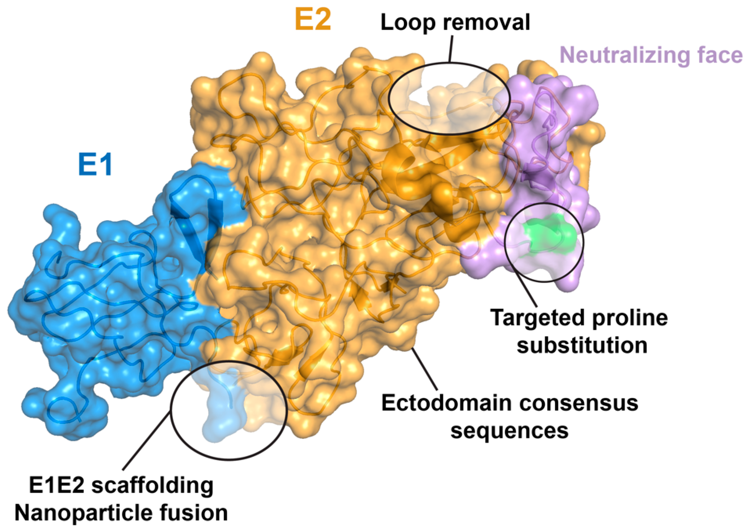 Viruses 16 00803 g004