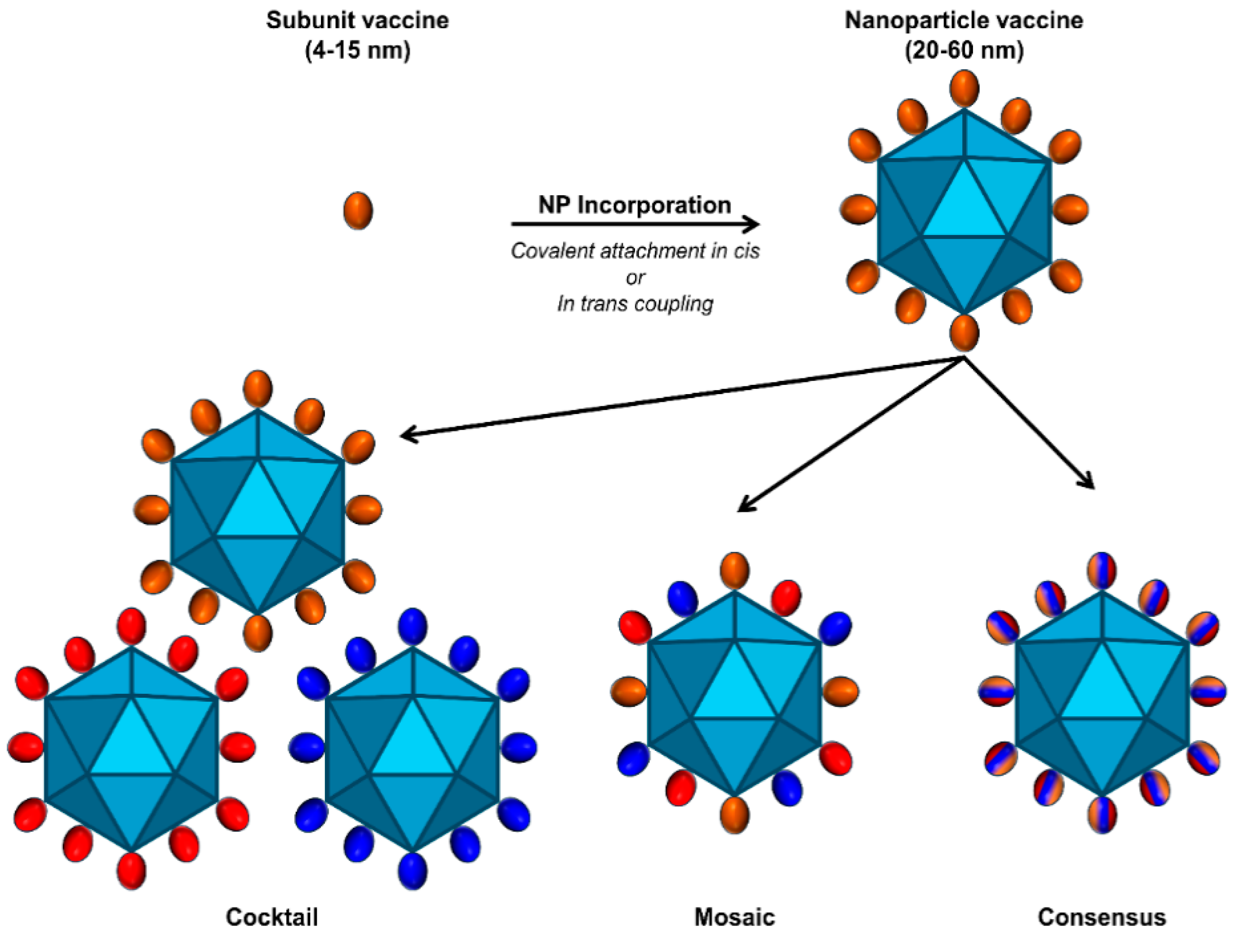 Viruses 16 00803 g005