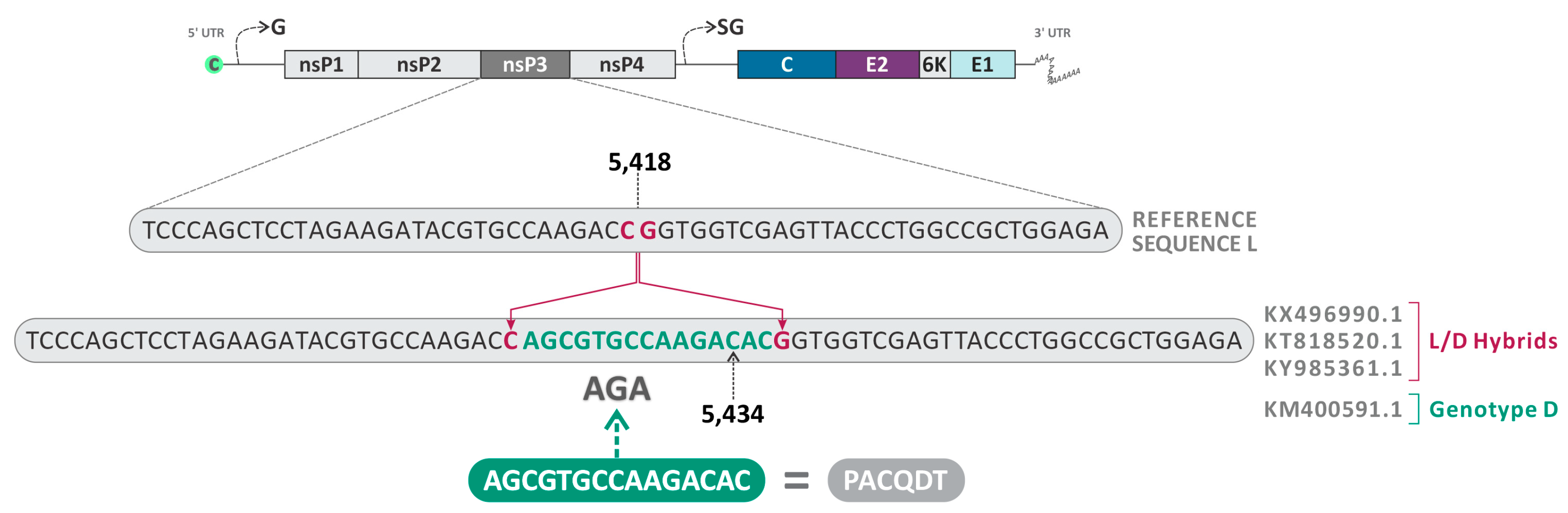 Viruses 16 00809 g007 Viruses 16 00809 g007