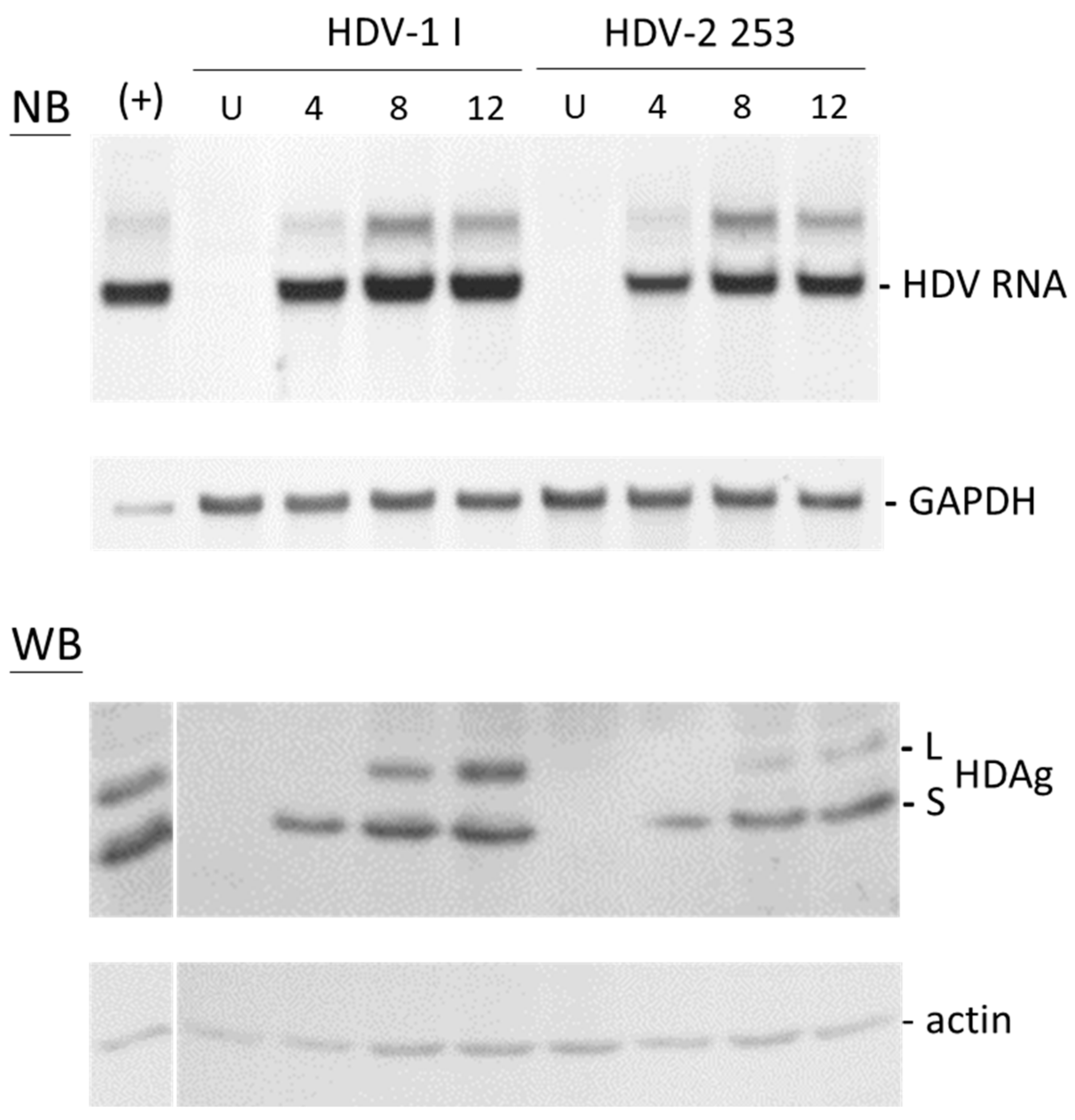 Viruses 16 00817 g004