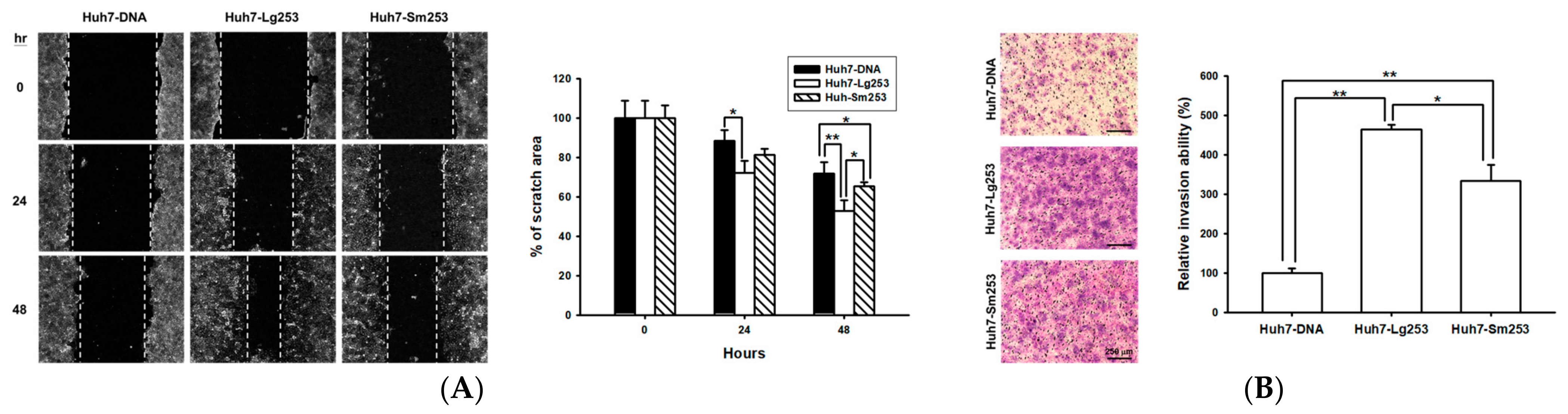 Viruses 16 00817 g005