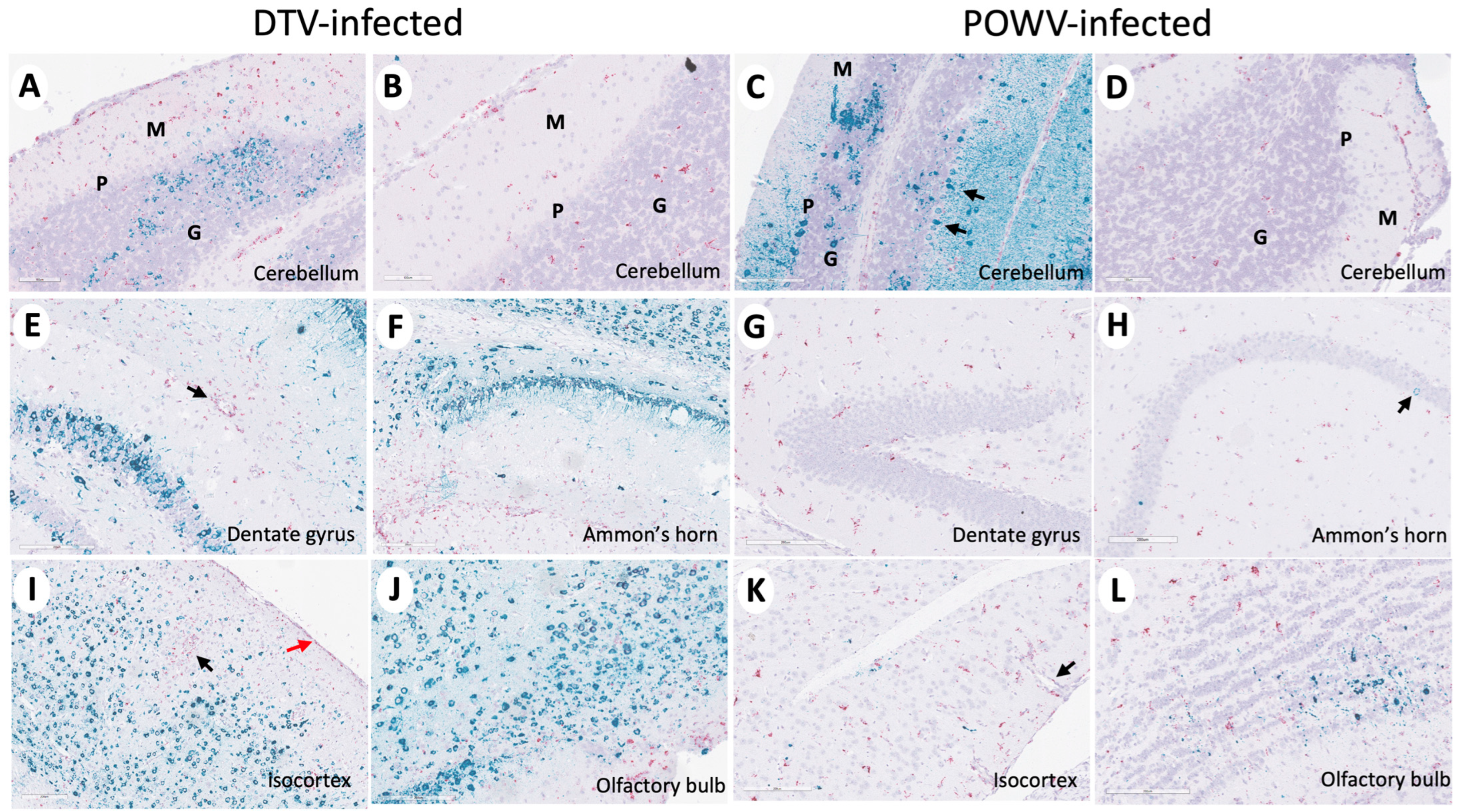 Viruses 16 00820 g005