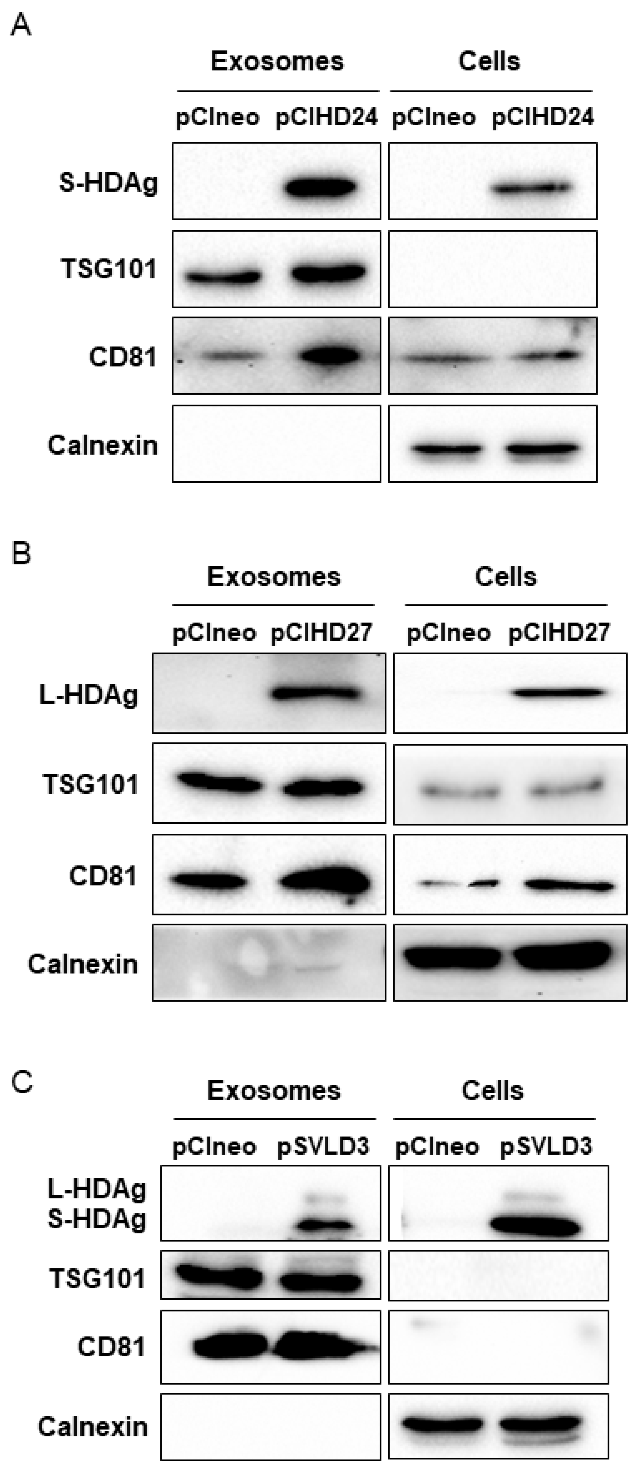 Viruses 16 00825 g006