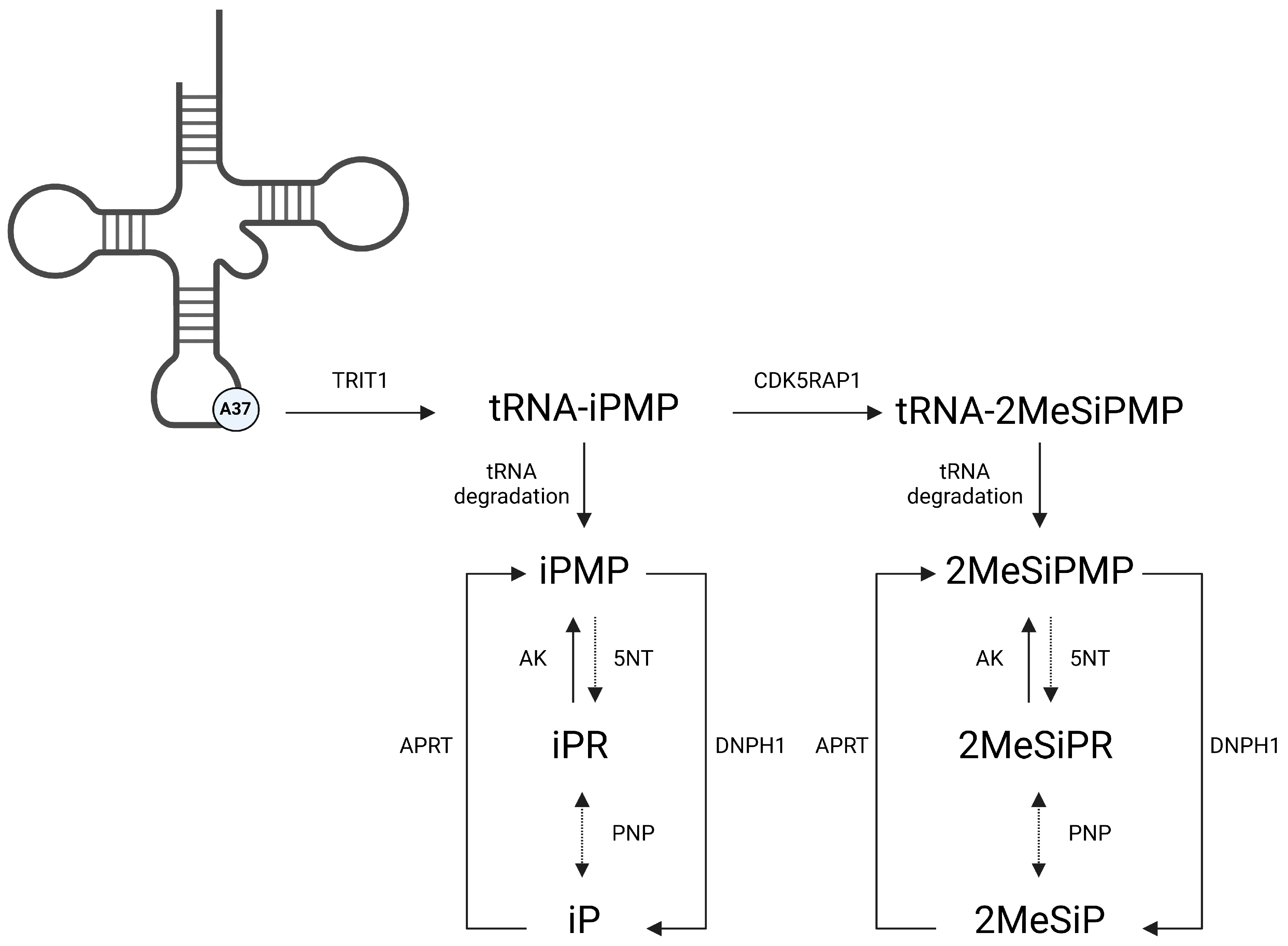 Viruses 16 00826 g001