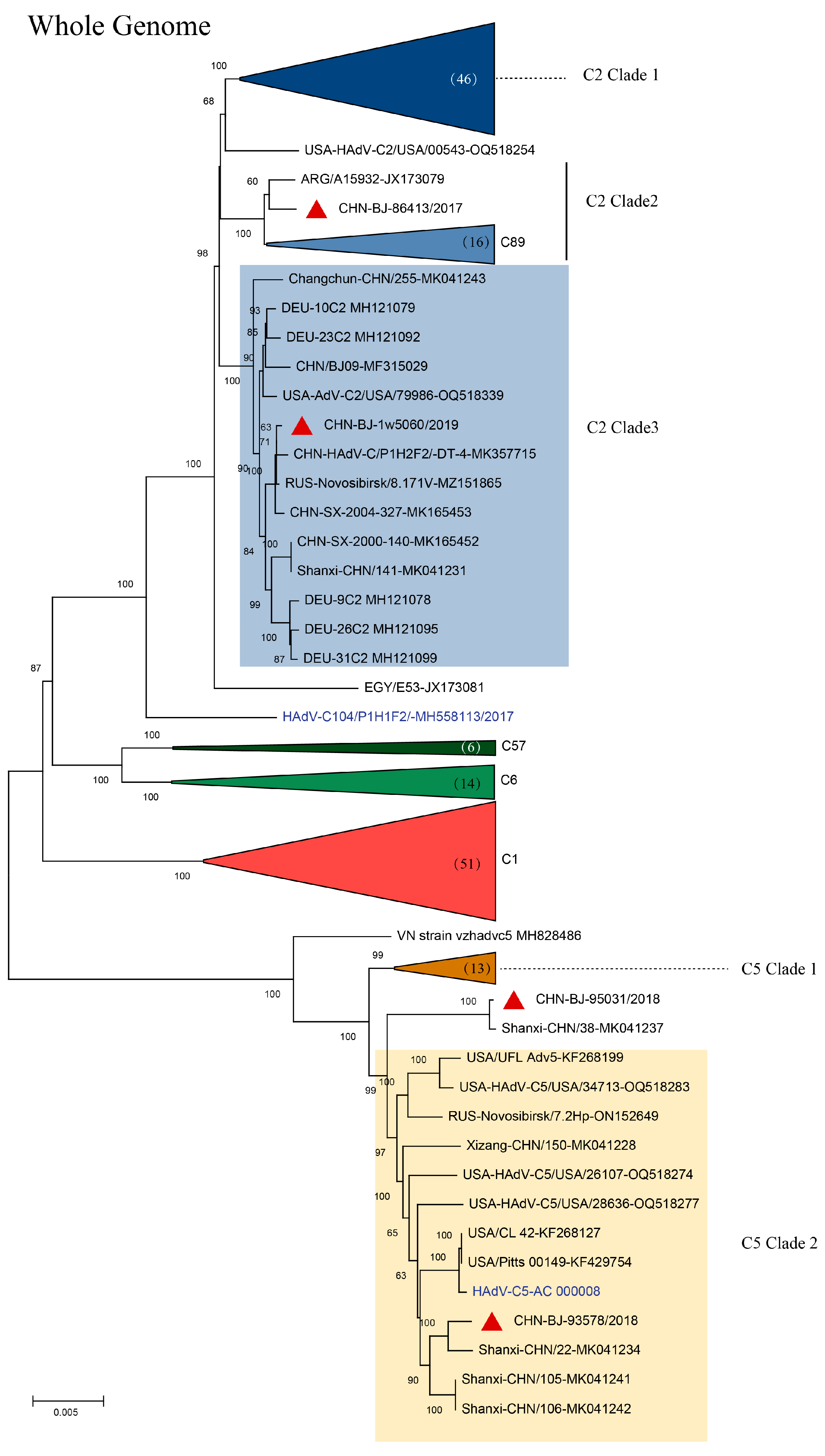 Viruses 16 00828 g004