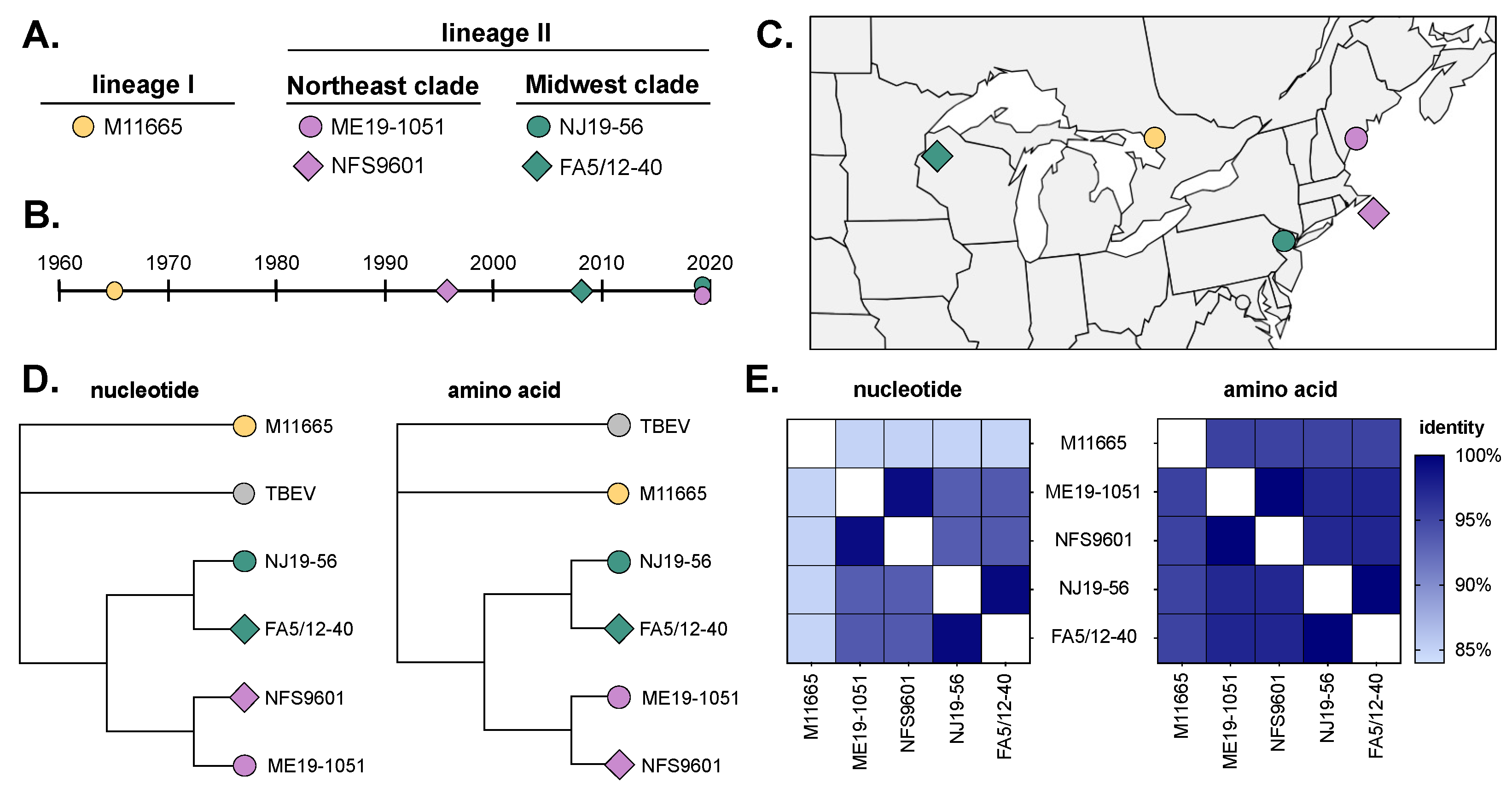 Viruses 16 00830 g001