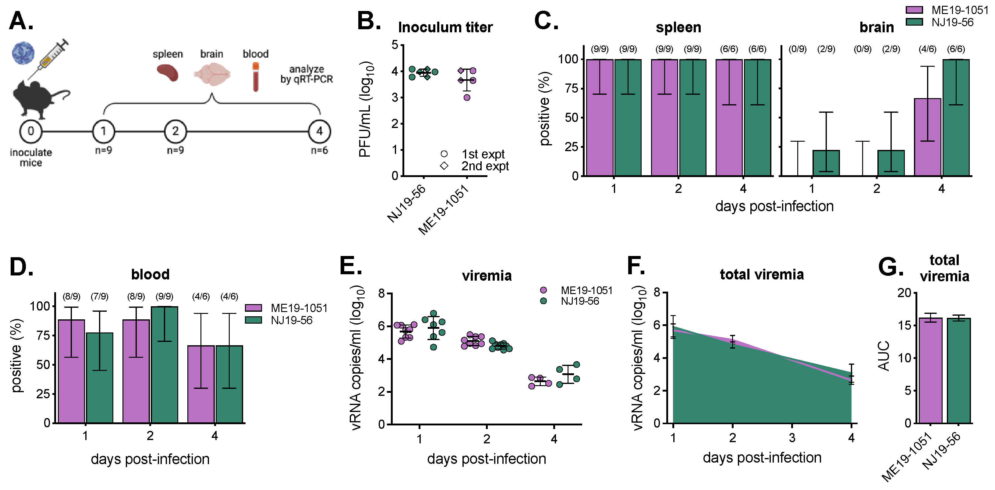 Viruses 16 00830 g004