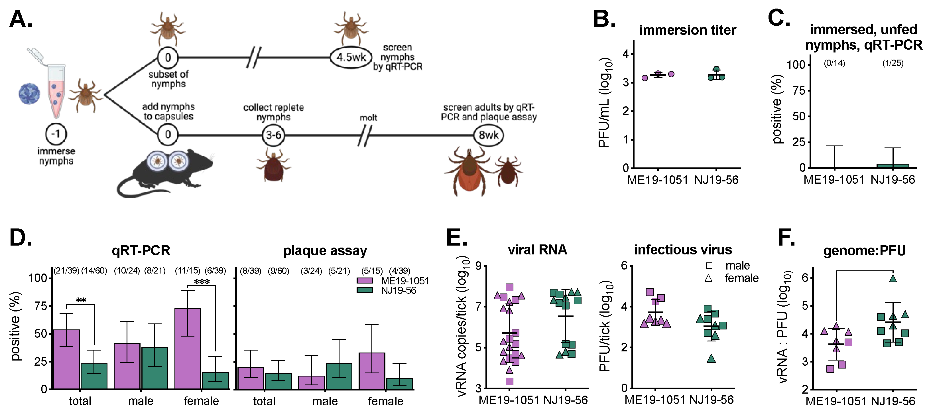 Viruses 16 00830 g005