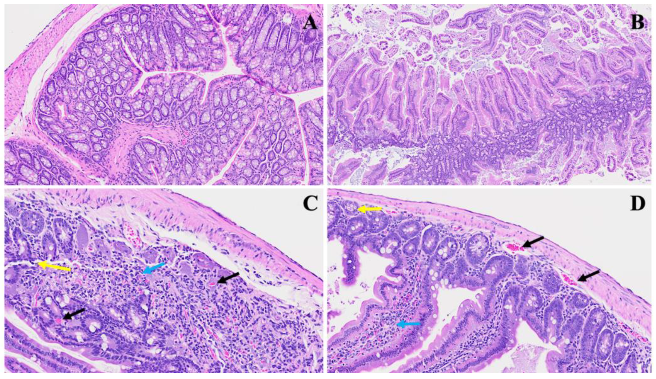Viruses 16 00832 g004