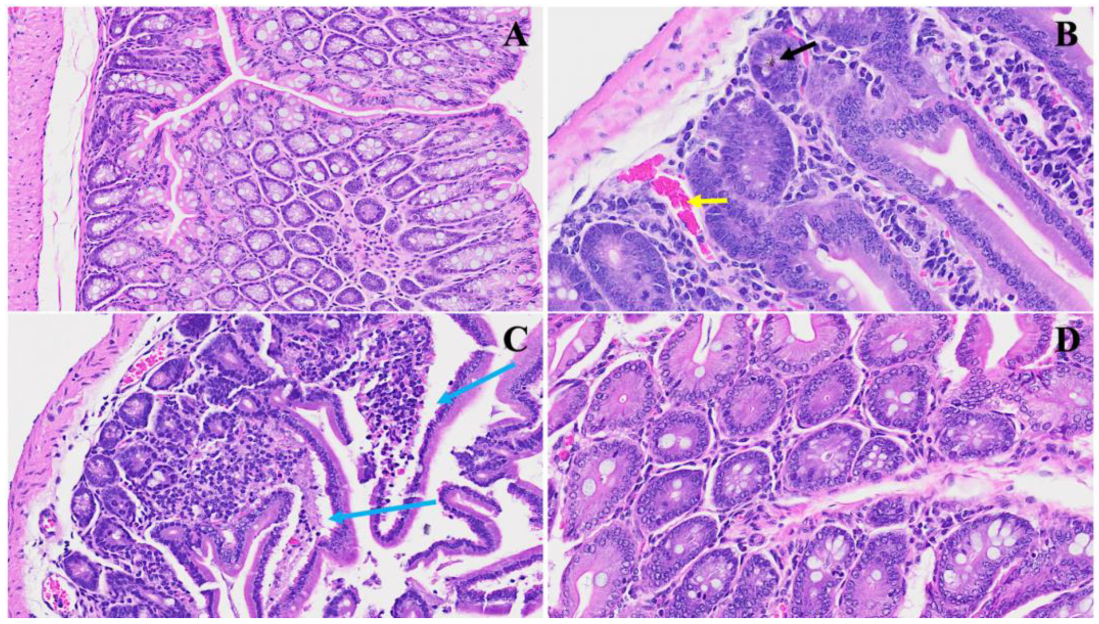 Viruses 16 00832 g005