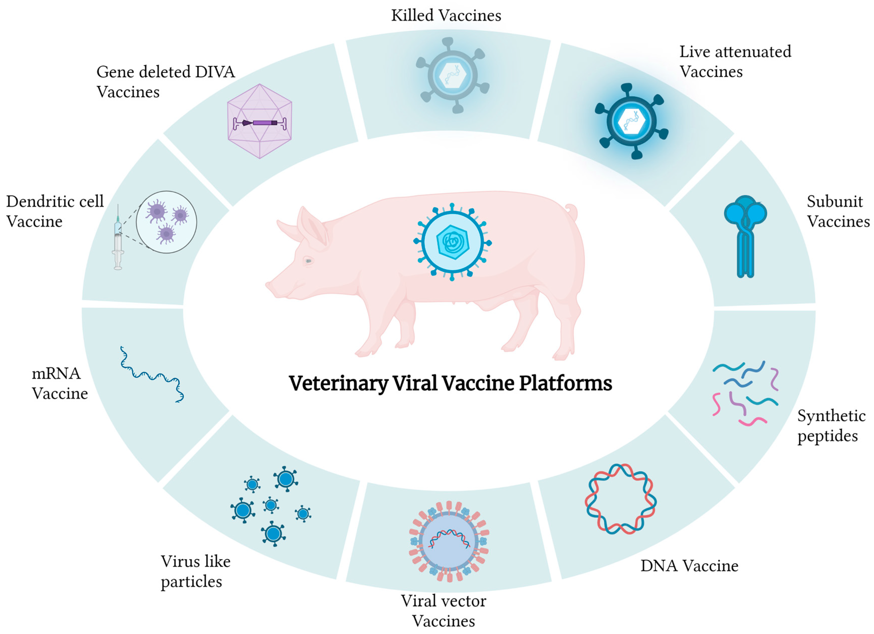 Viruses 16 00833 g002